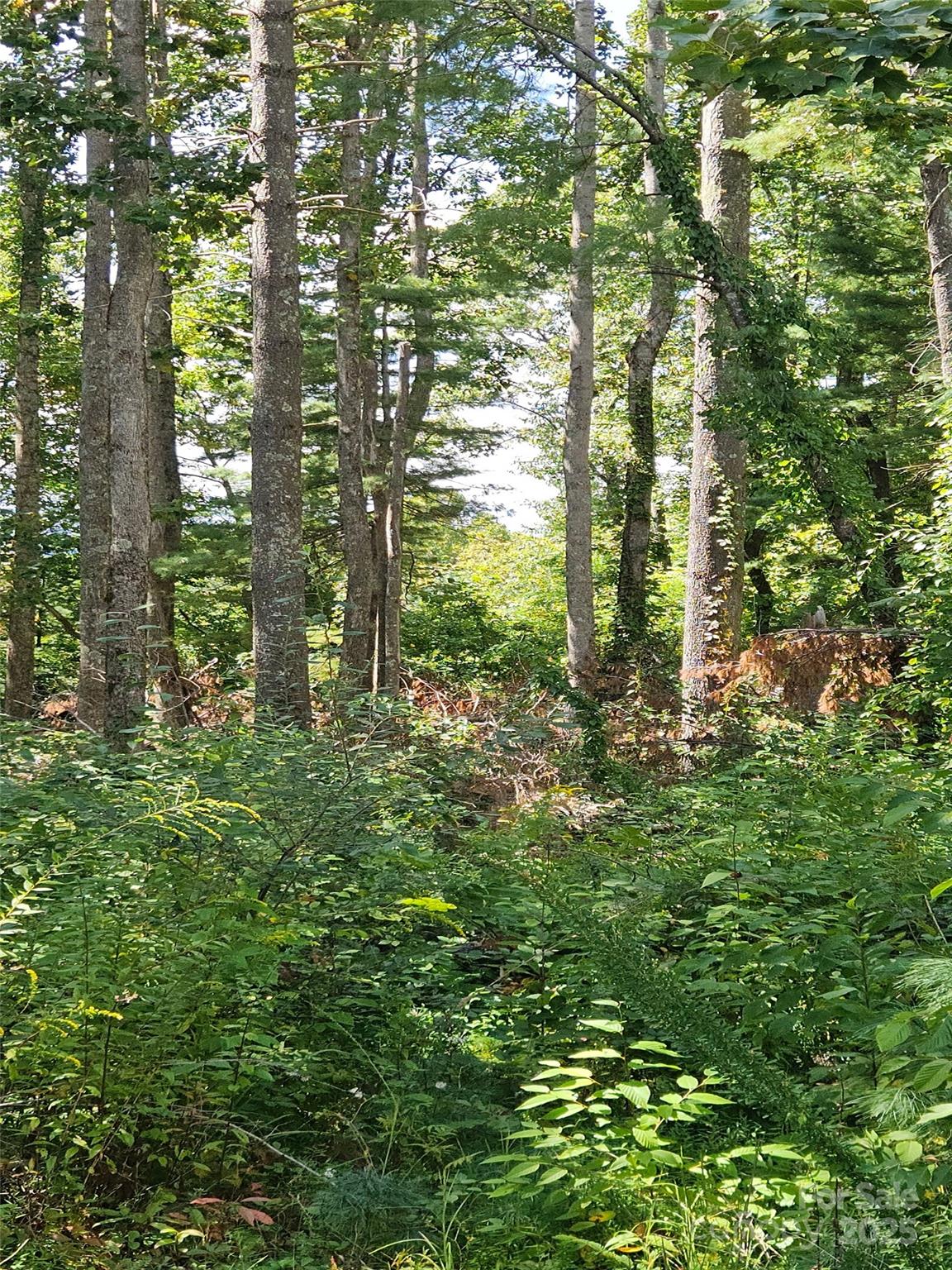 00 Bearwallow Mountain Drive 191 Property Photo 2