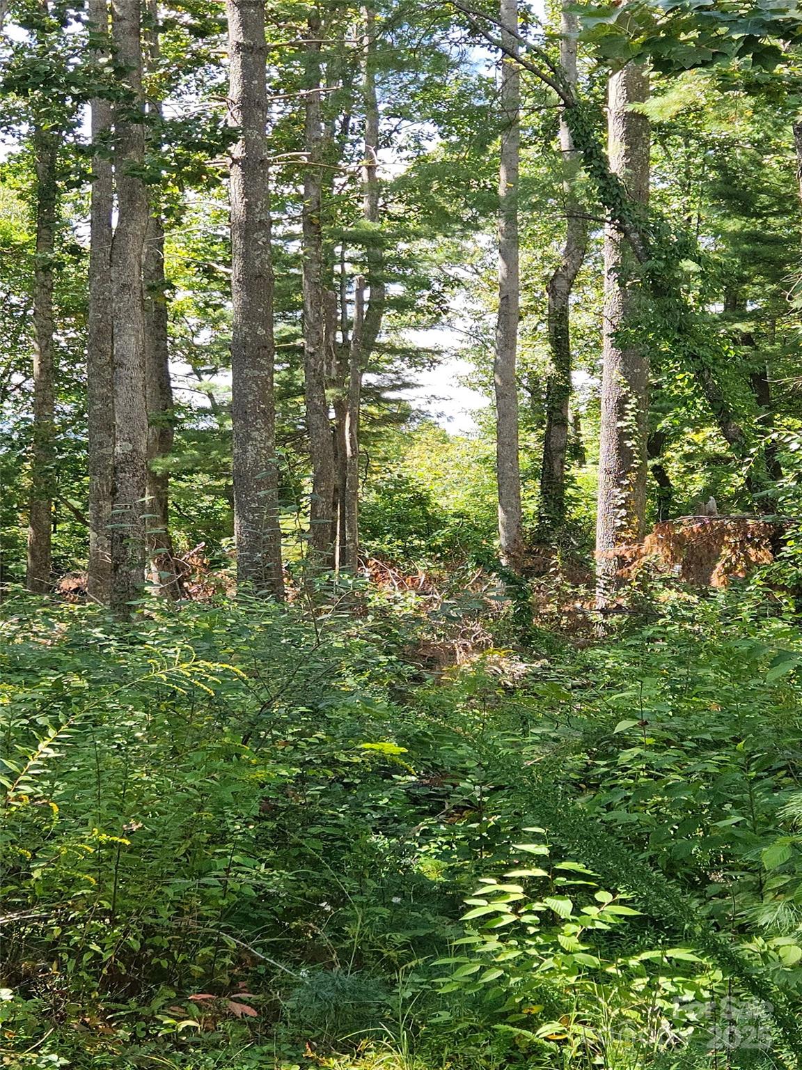 00 Bearwallow Mountain Drive 191 Property Photo 3