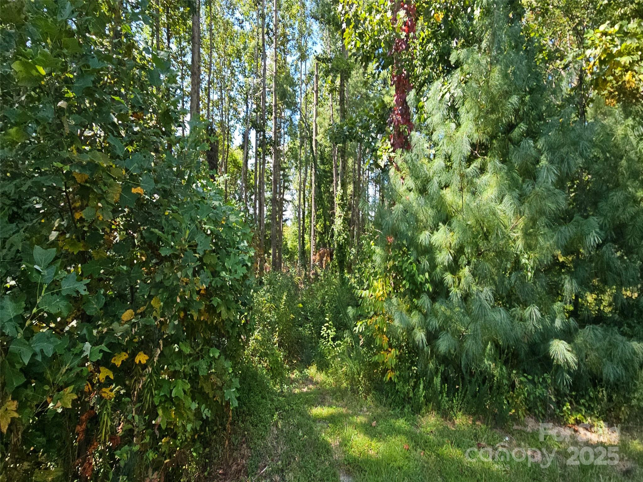 00 Bearwallow Mountain Drive 191 Property Photo 4