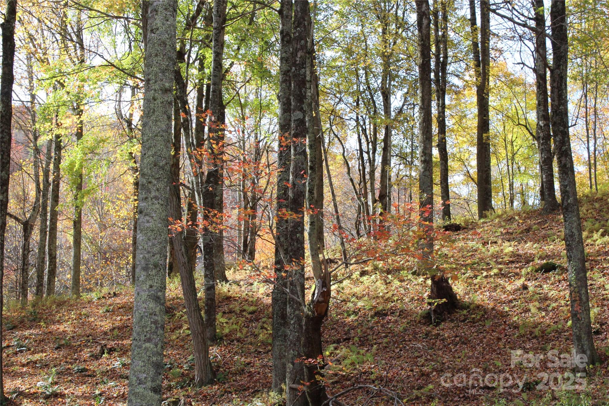 1571 Roaring Fork Road Property Photo 13