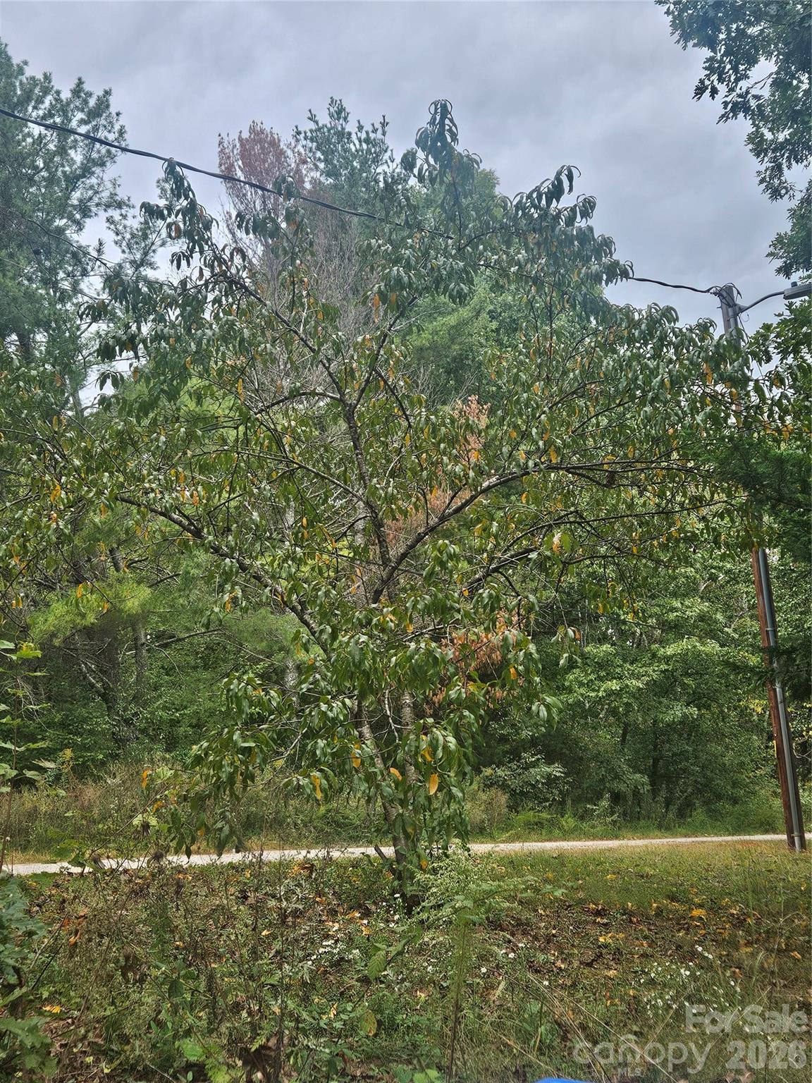 158 Dusty Hollow Property Photo 8