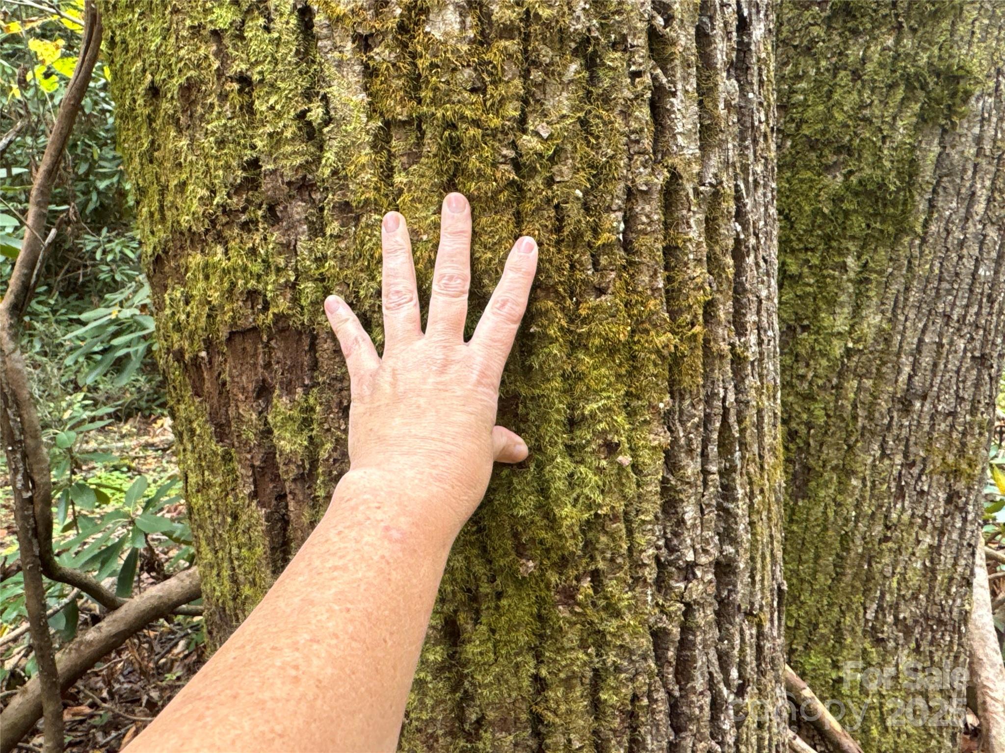 0 Mt Hebron Road Property Photo 6