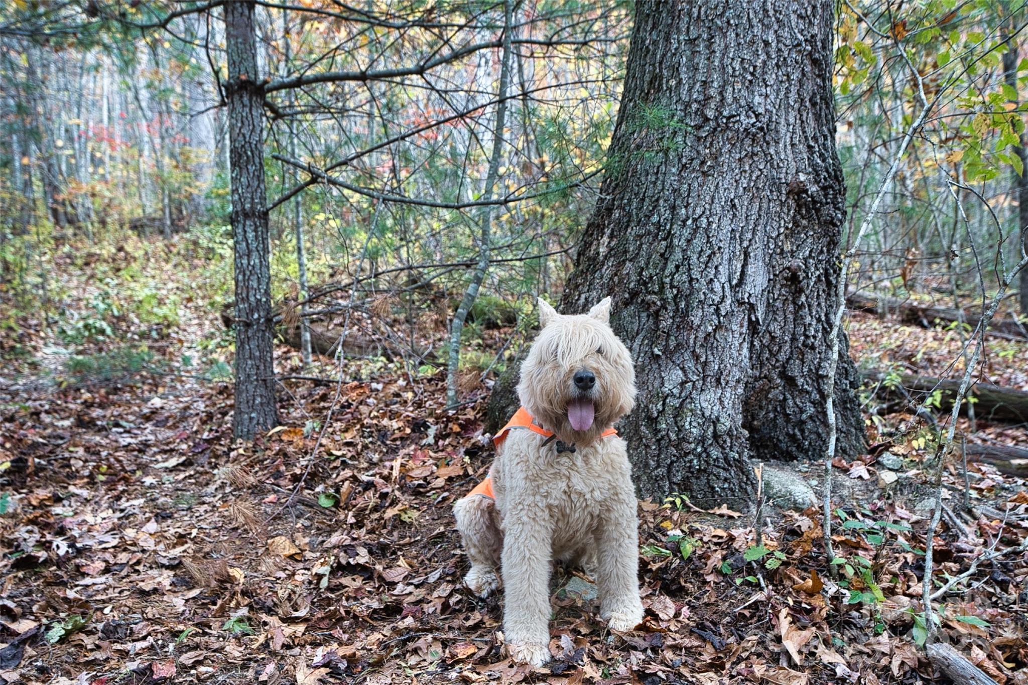 366 Renfro Road Property Photo 23