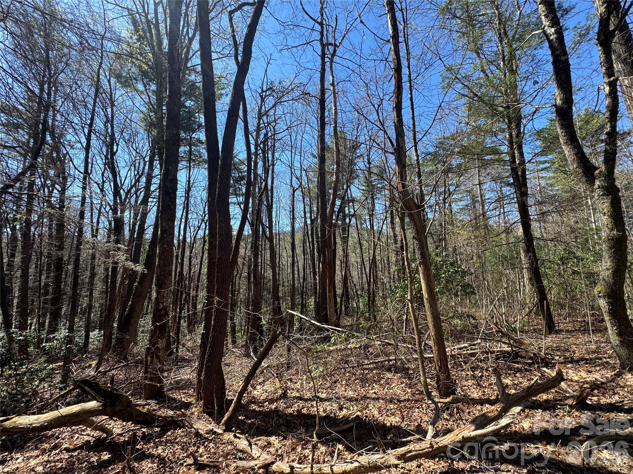 1 Bear Log Road Property Photo 3