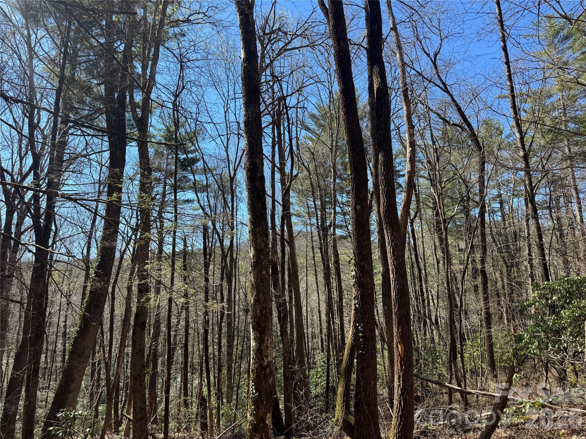 1 Bear Log Road Property Photo 8