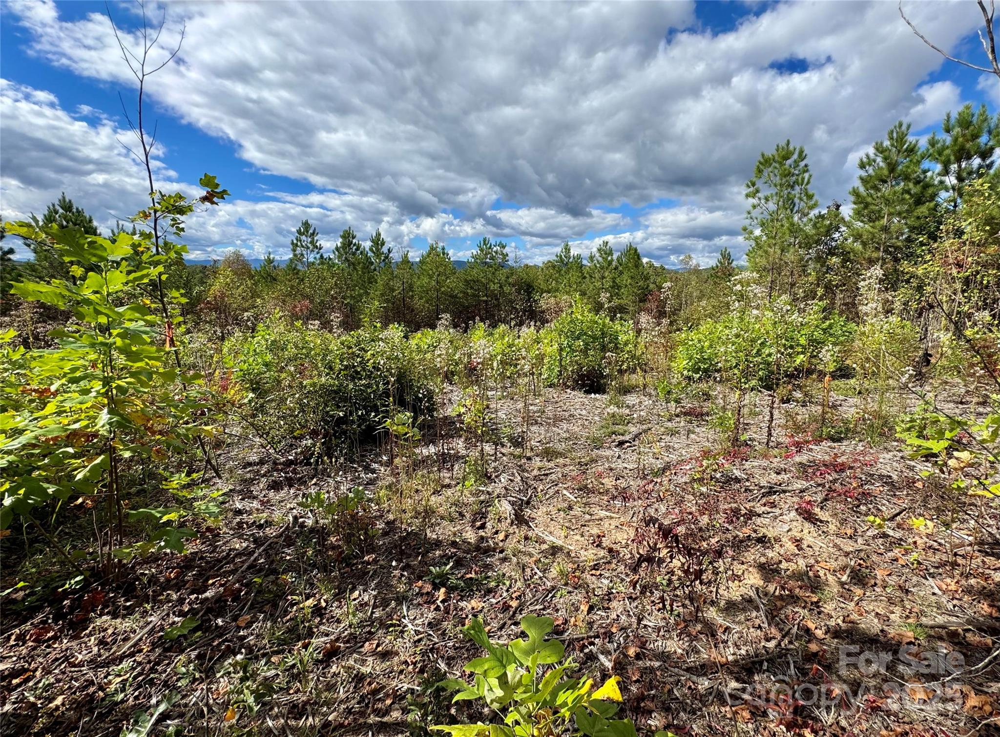 1.17 Acres 4805 Low Valley Way Lot 956 Property Photo 3