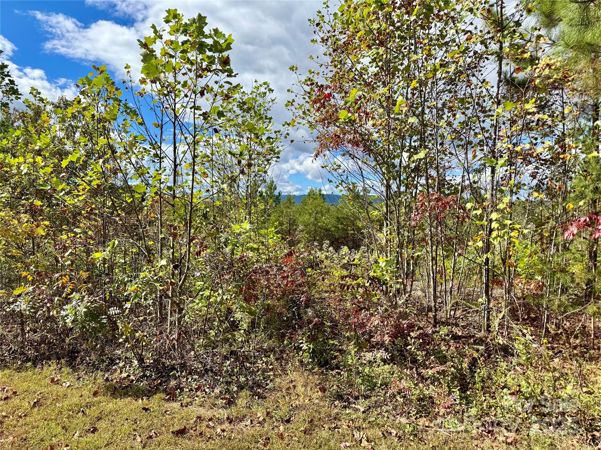 1.17 Acres 4805 Low Valley Way Lot 956 Property Photo 5