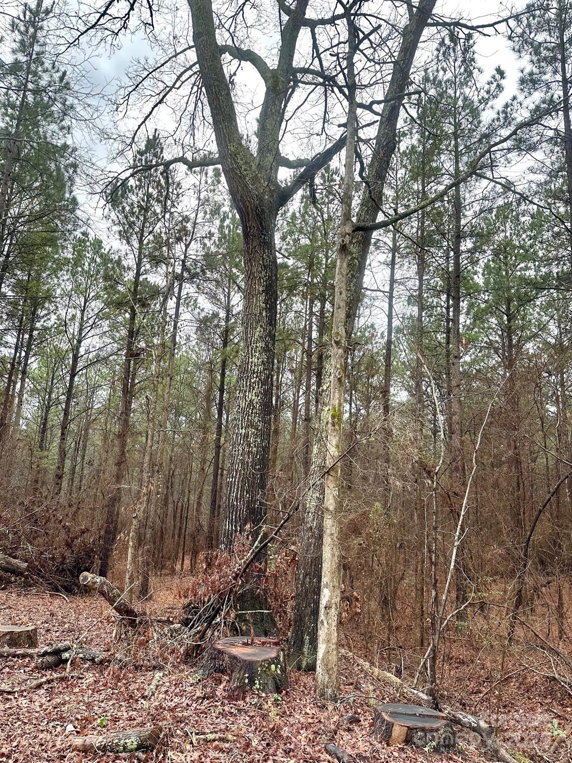 1176 Great Falls Highway Property Photo 3