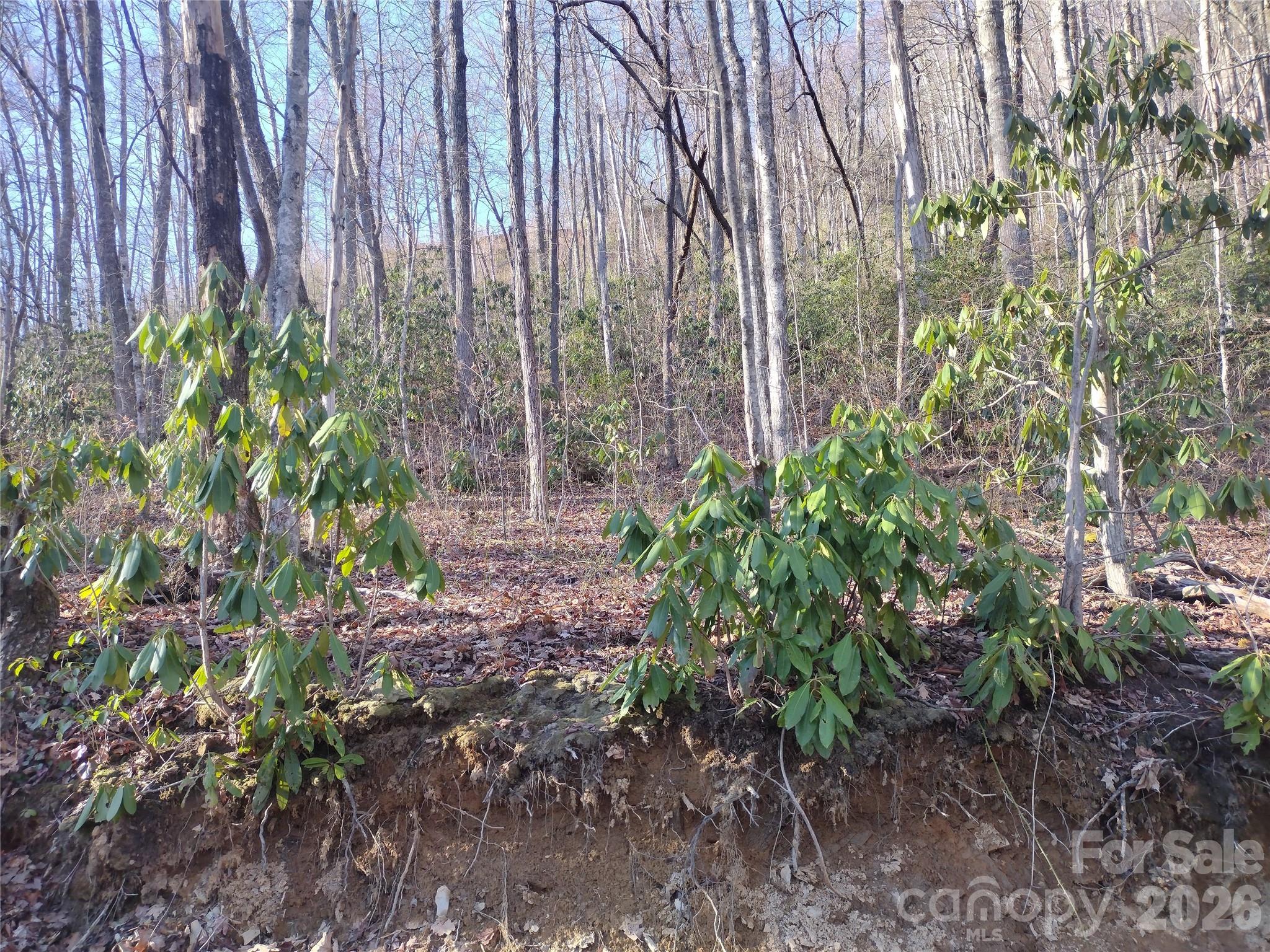 241 Bloom Trail Property Photo 13