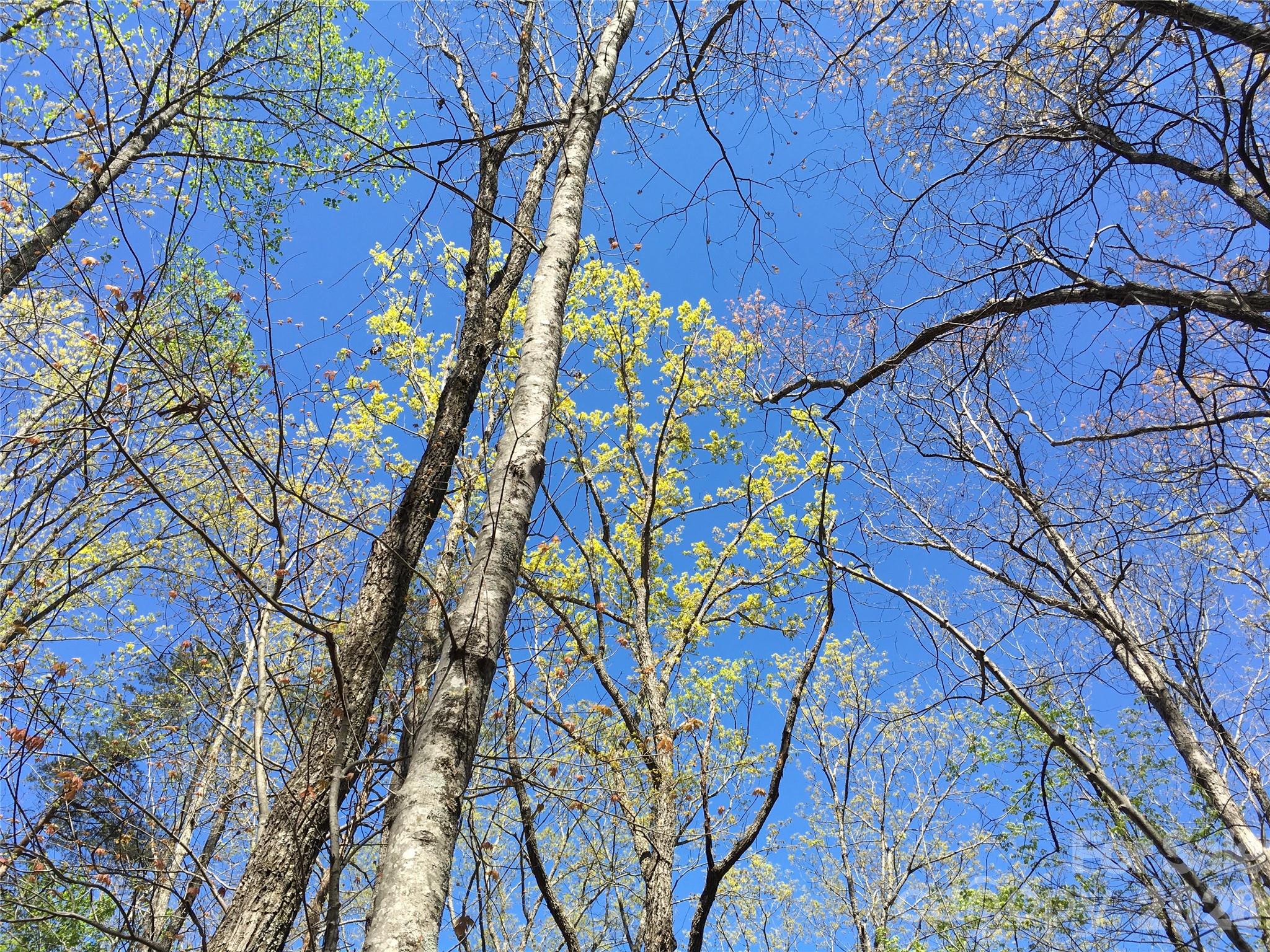 00 Lytle Mountain Road Property Photo 1