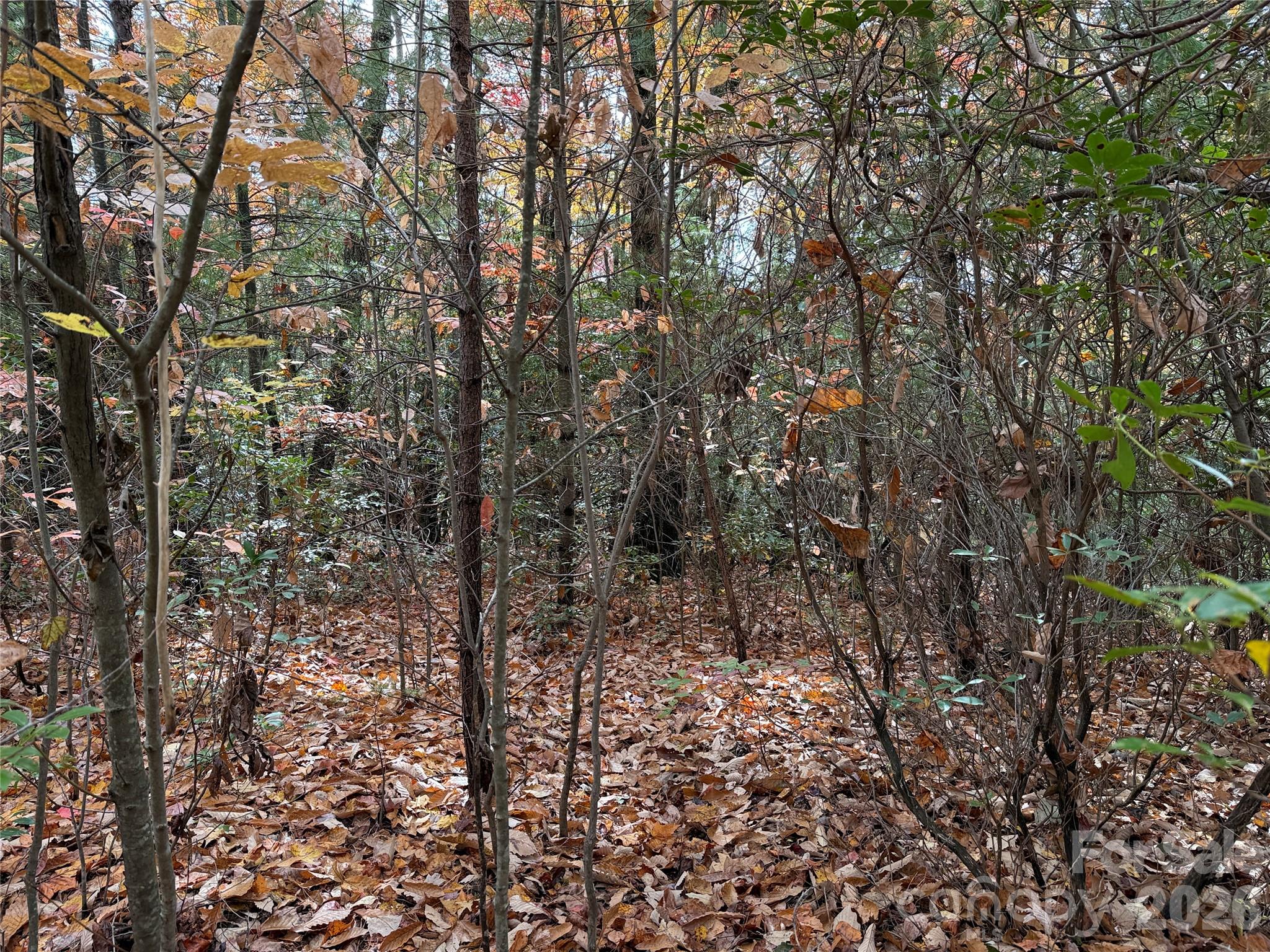Tbd Casey Mountain Road 209 Property Photo 3