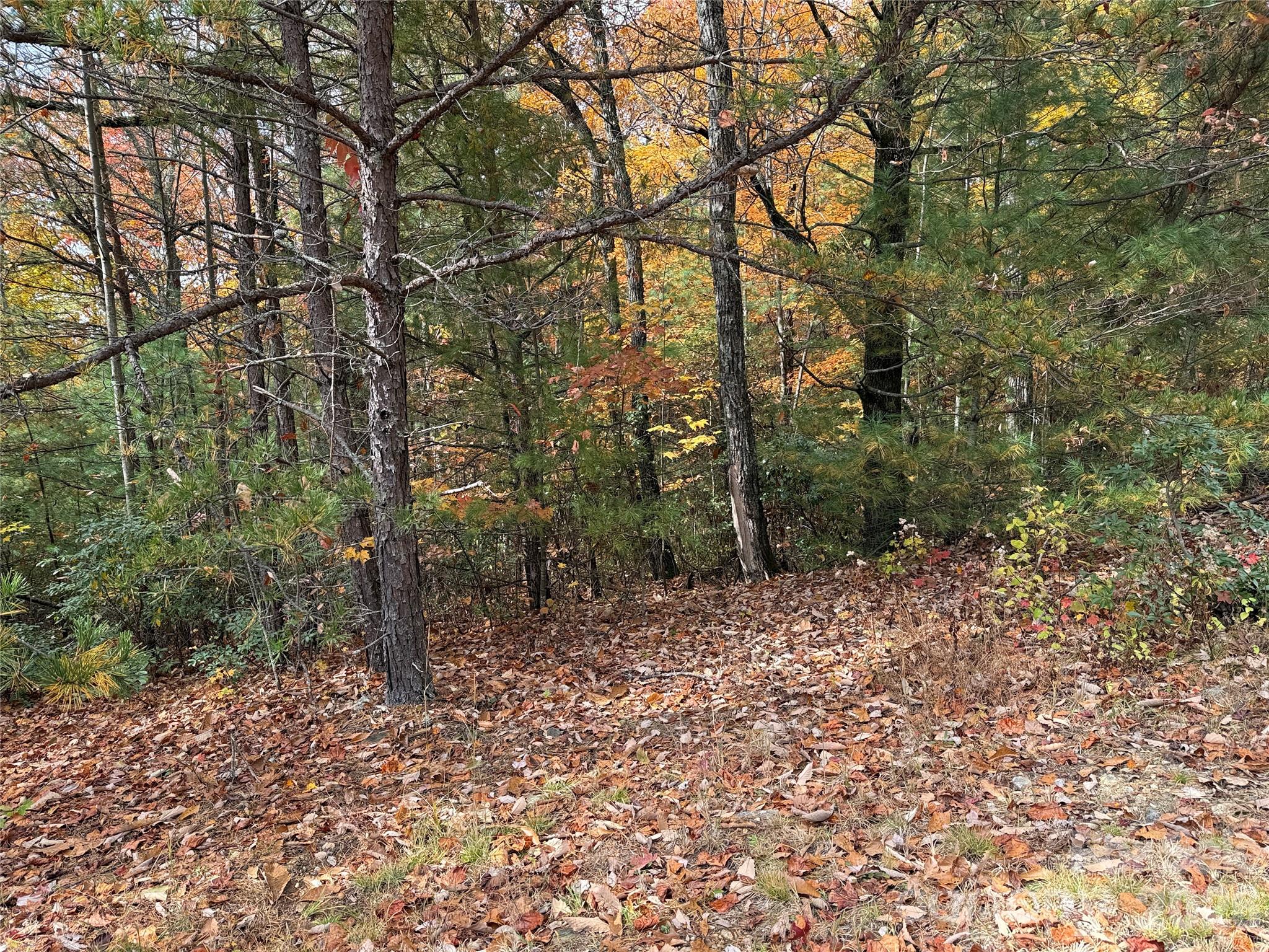 Tbd Casey Mountain Road 209 Property Photo 6