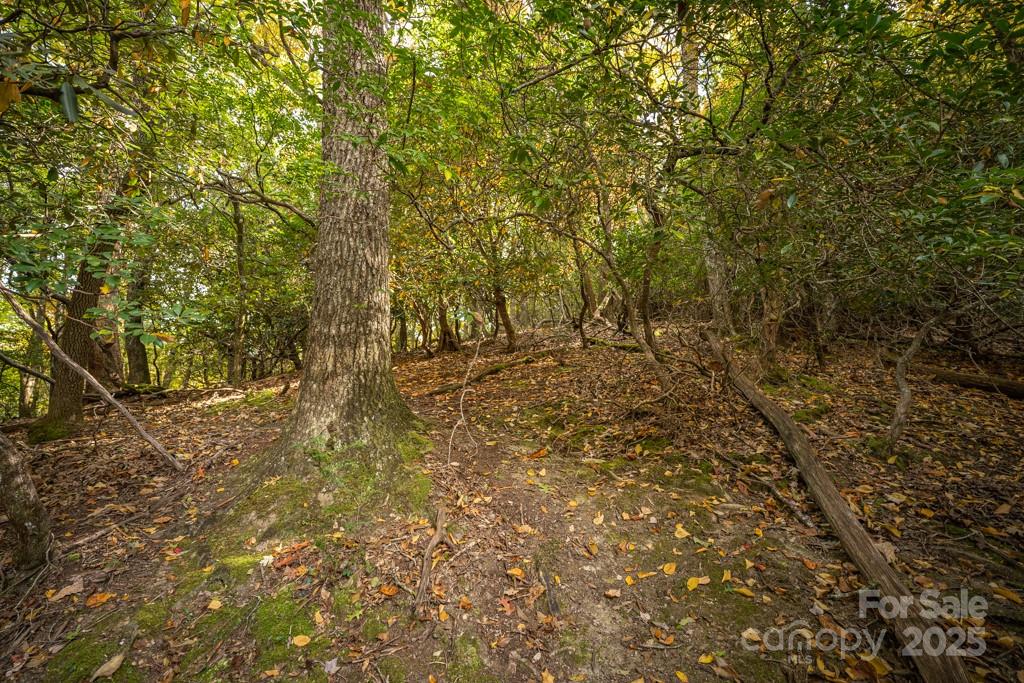 99999 Shining Rock Path Property Photo 13