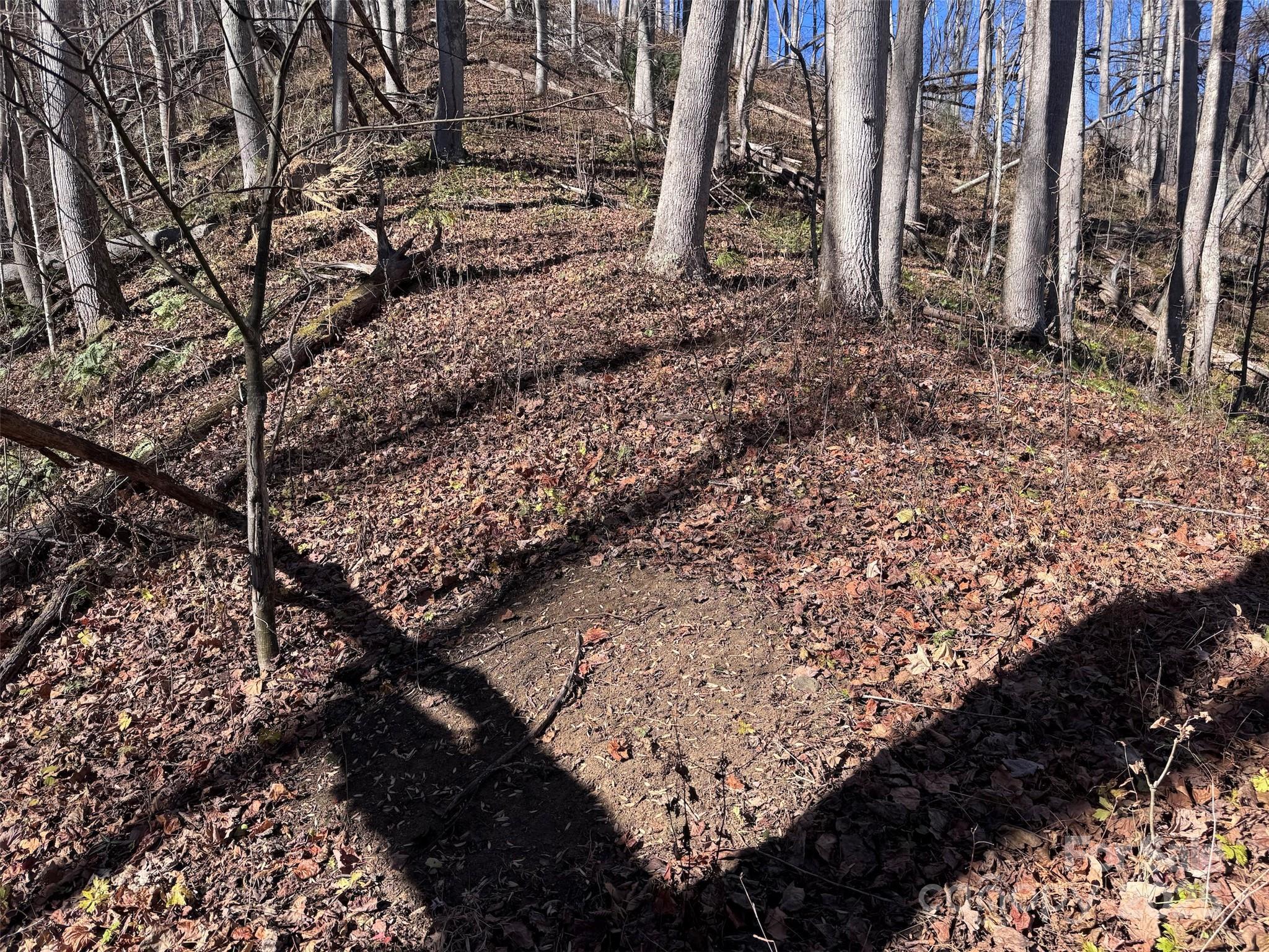 15 +/- Acres Riddle Branch Road Property Photo 7