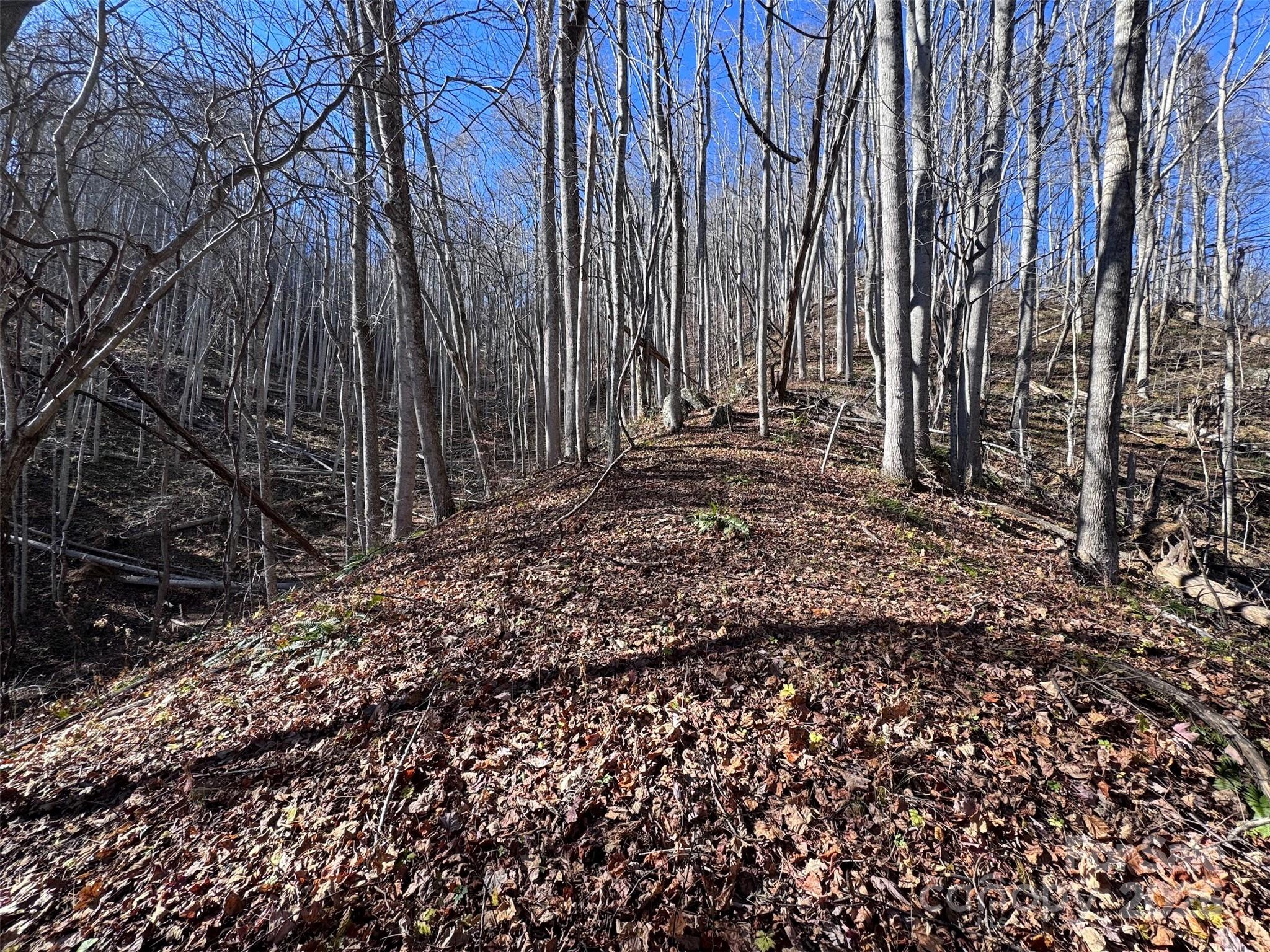 15 +/- Acres Riddle Branch Road Property Photo 8