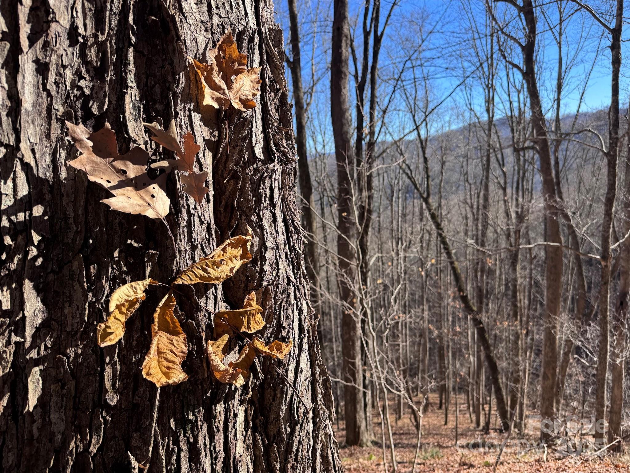 15 +/- Acres Riddle Branch Road Property Photo 10
