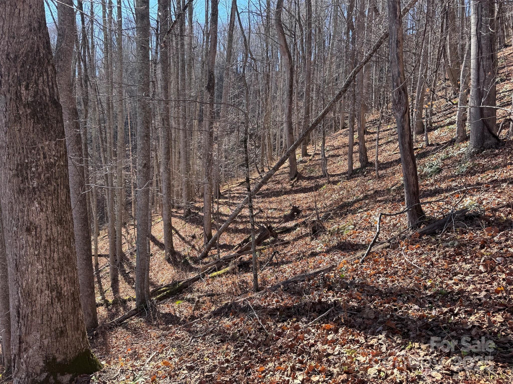 15 +/- Acres Riddle Branch Road Property Photo 26