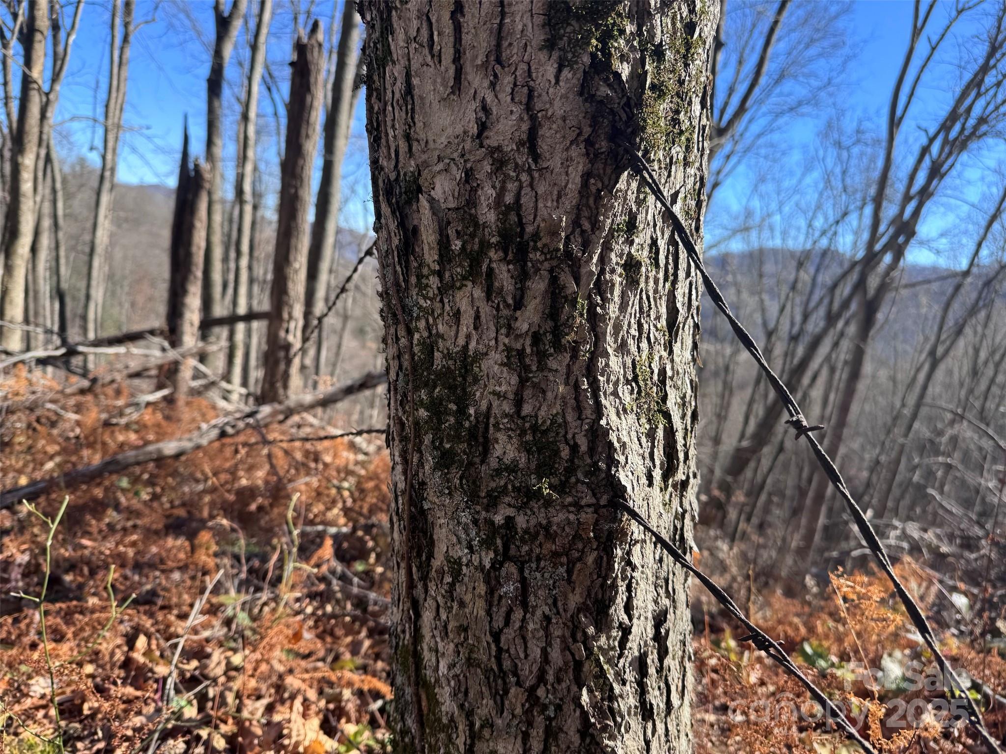 15 +/- Acres Riddle Branch Road Property Photo 31