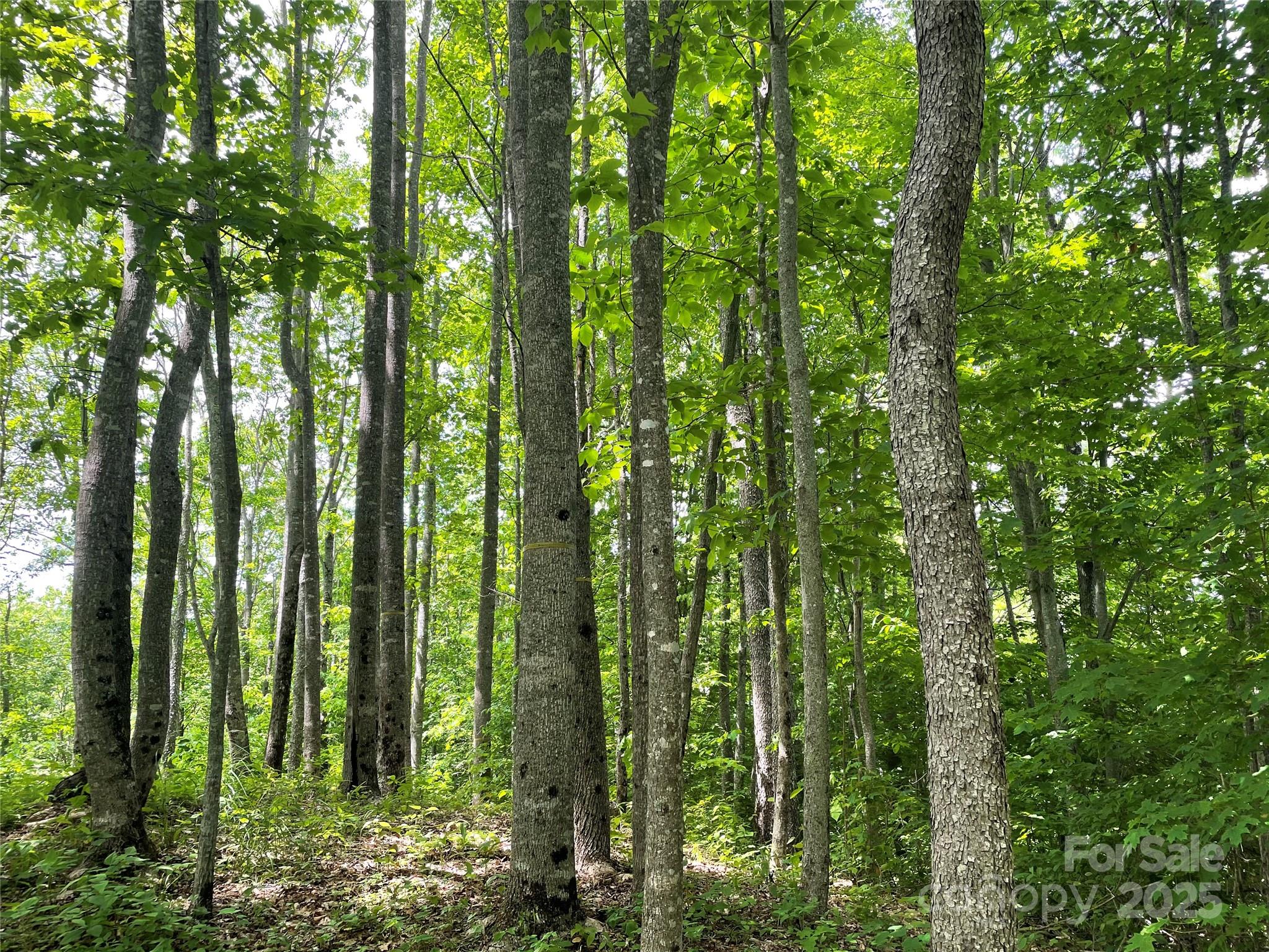 223 Flying Dutchman Road Property Photo 10