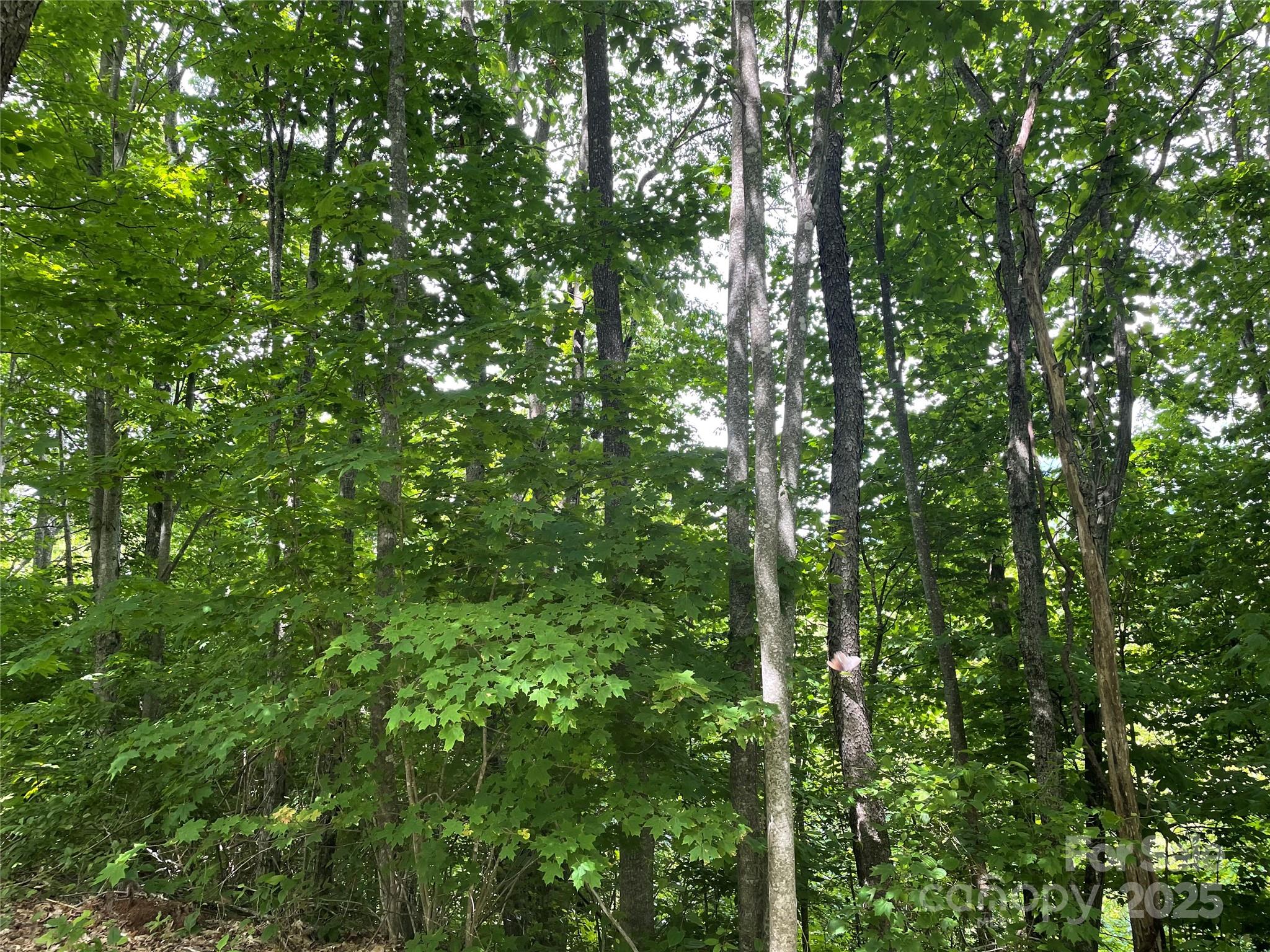 223 Flying Dutchman Road Property Photo 11