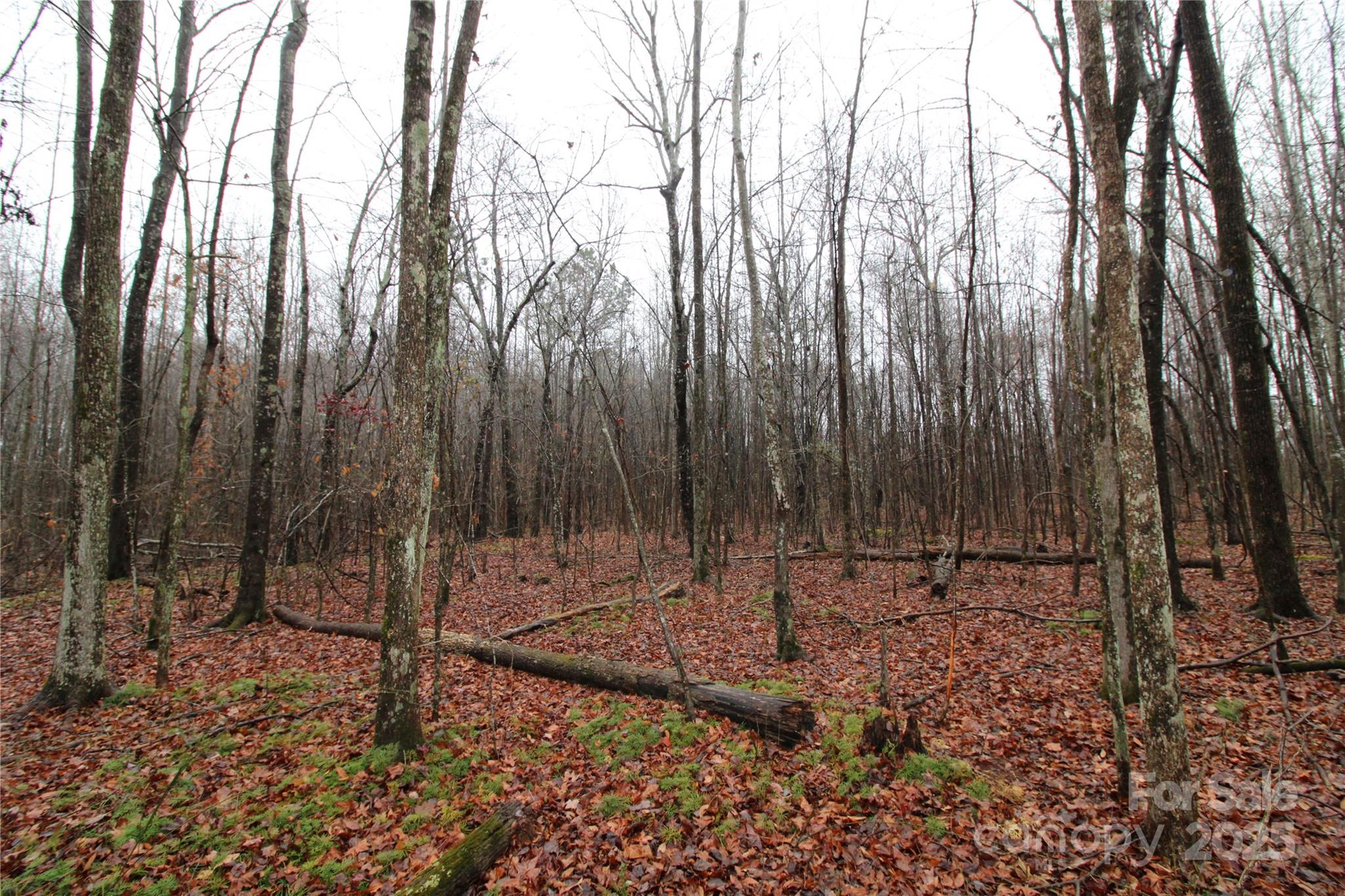 4.38+/-ac Eaker Road Lot 3 Property Photo 3