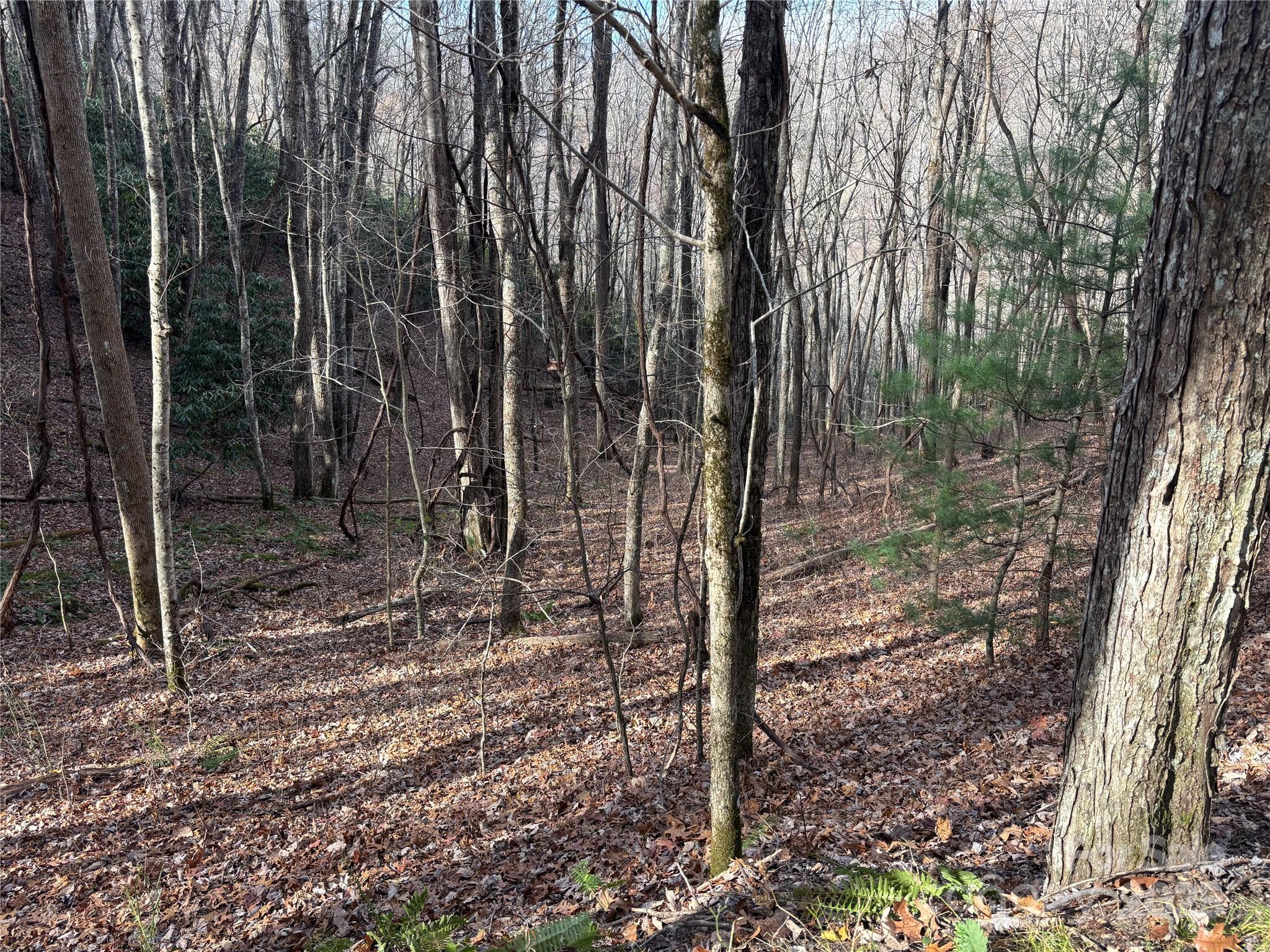 Lot 5 Mt Tabor Road Property Photo 8