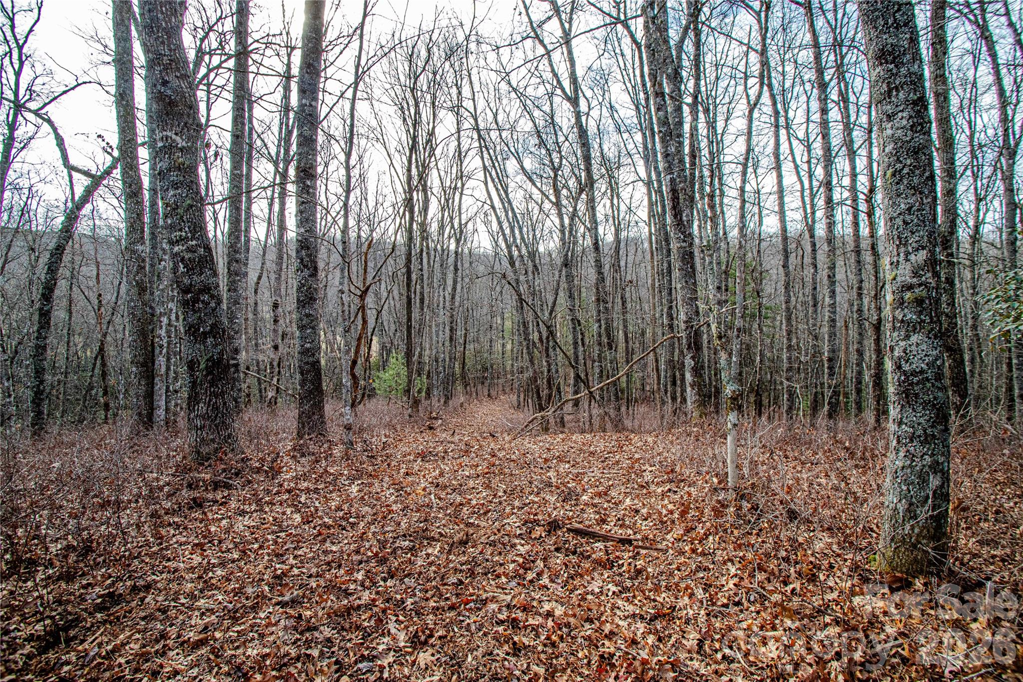 Tbd Tannassee Creek Road Property Photo 13