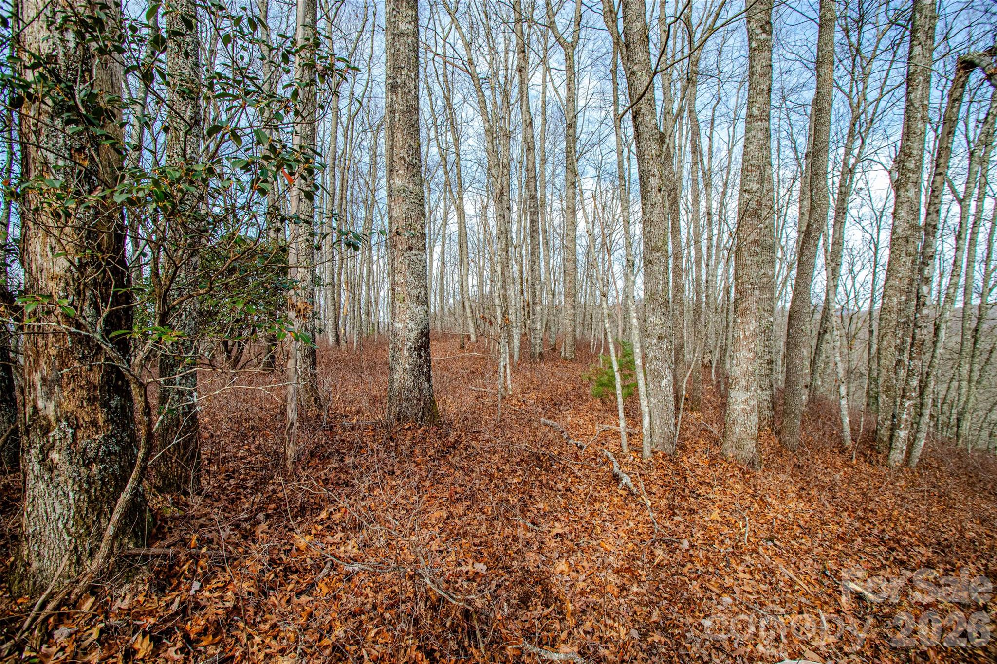 Tbd Tannassee Creek Road Property Photo 14