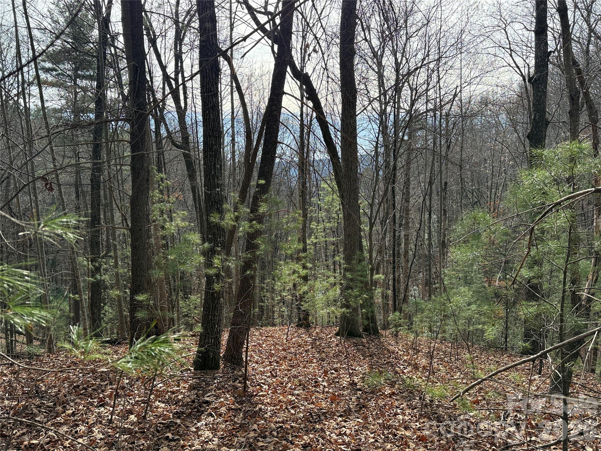 Tbd Buck Mountain Road 21 Property Photo 2