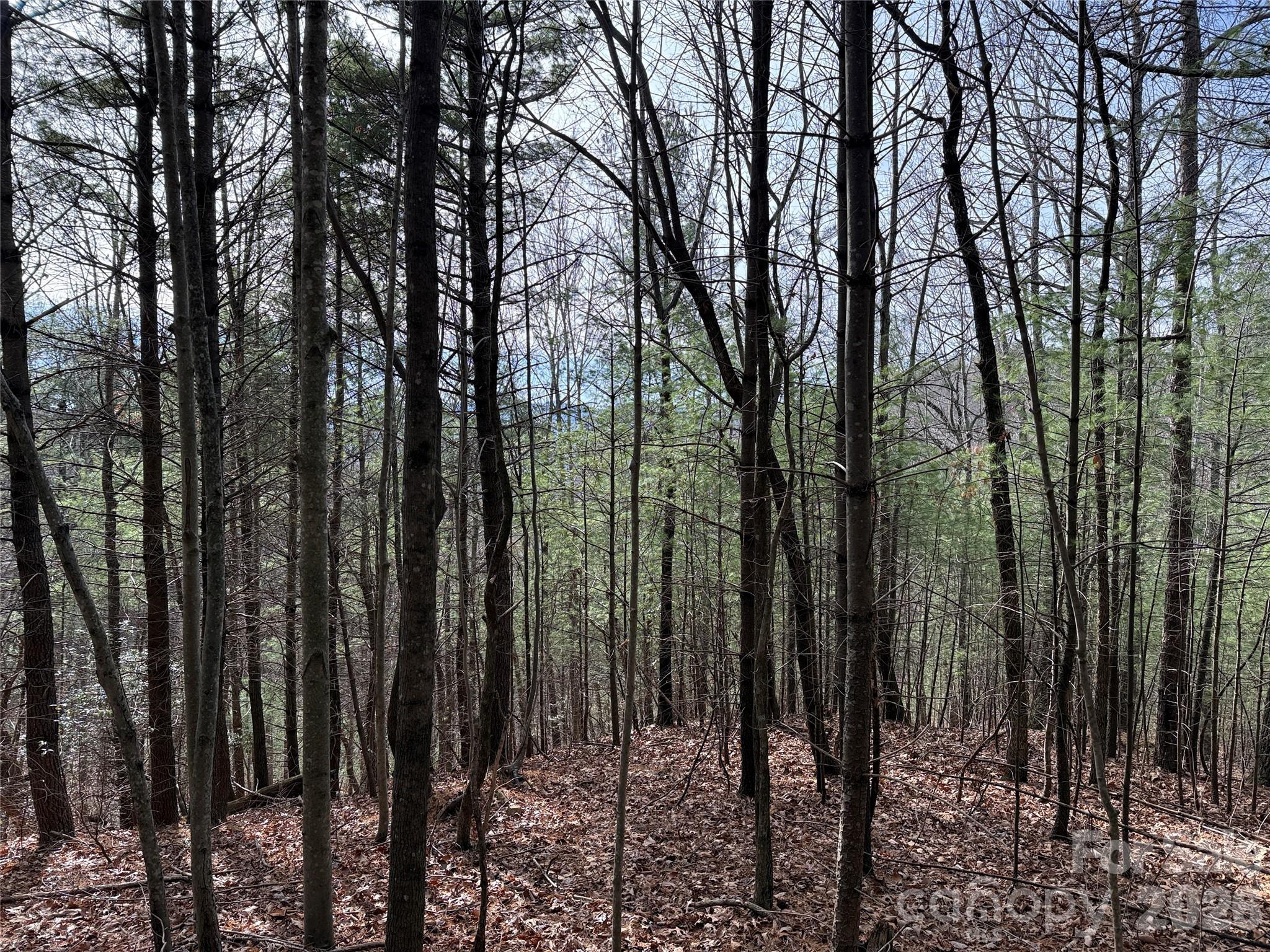 Tbd Buck Mountain Road 21 Property Photo 8
