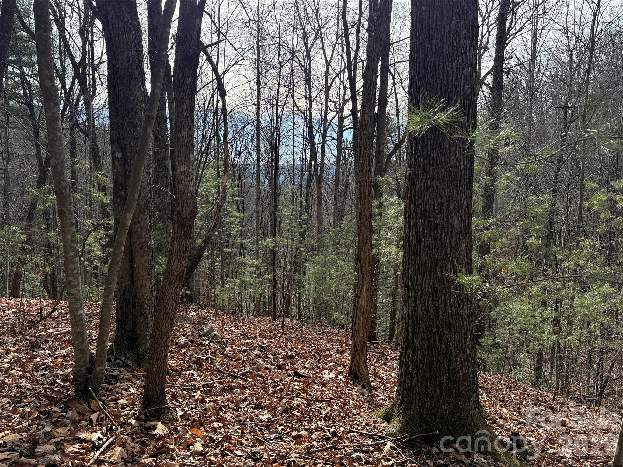 Tbd Buck Mountain Road 21 Property Photo 9