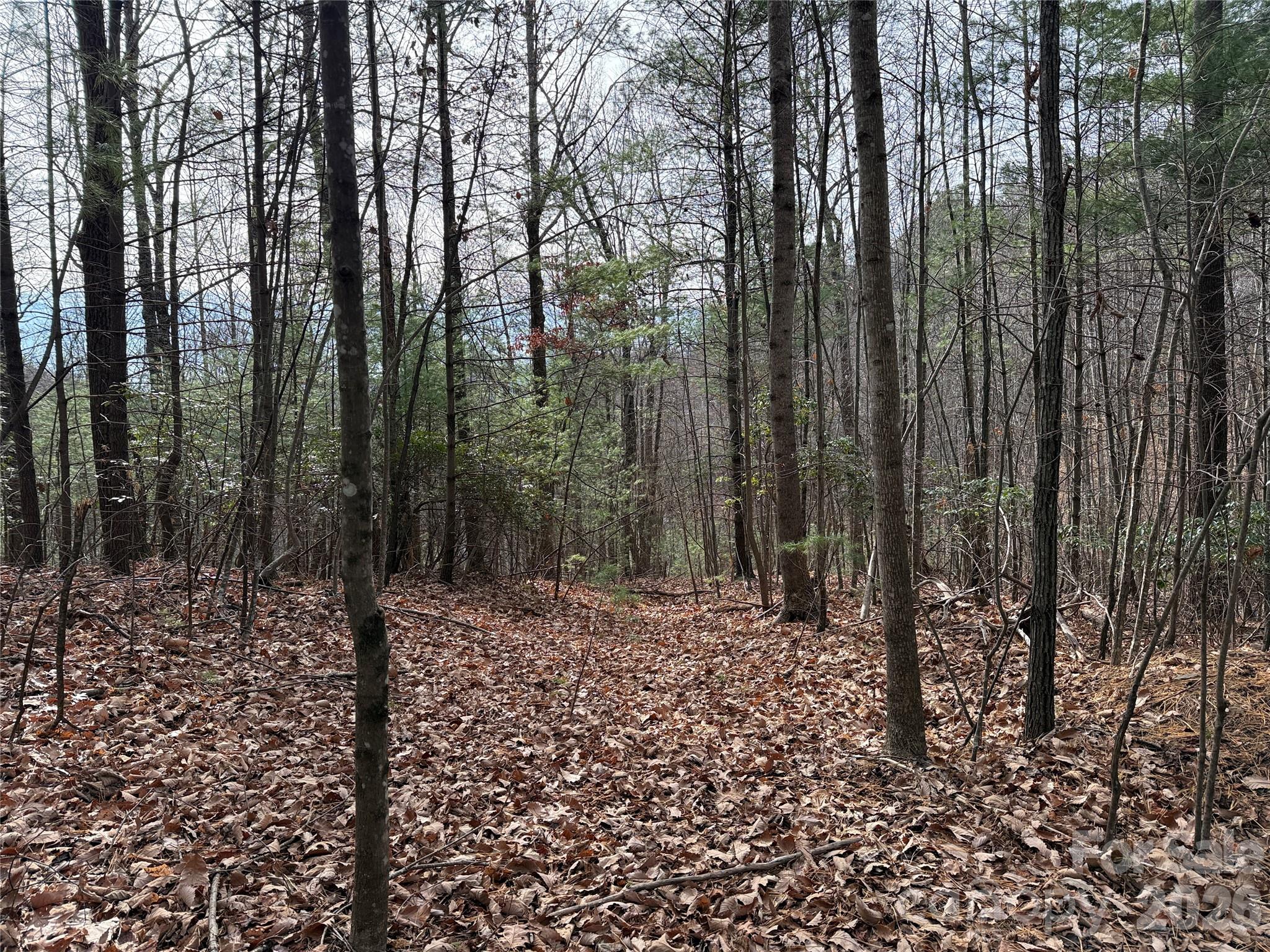 Tbd Buck Mountain Road 21 Property Photo 10