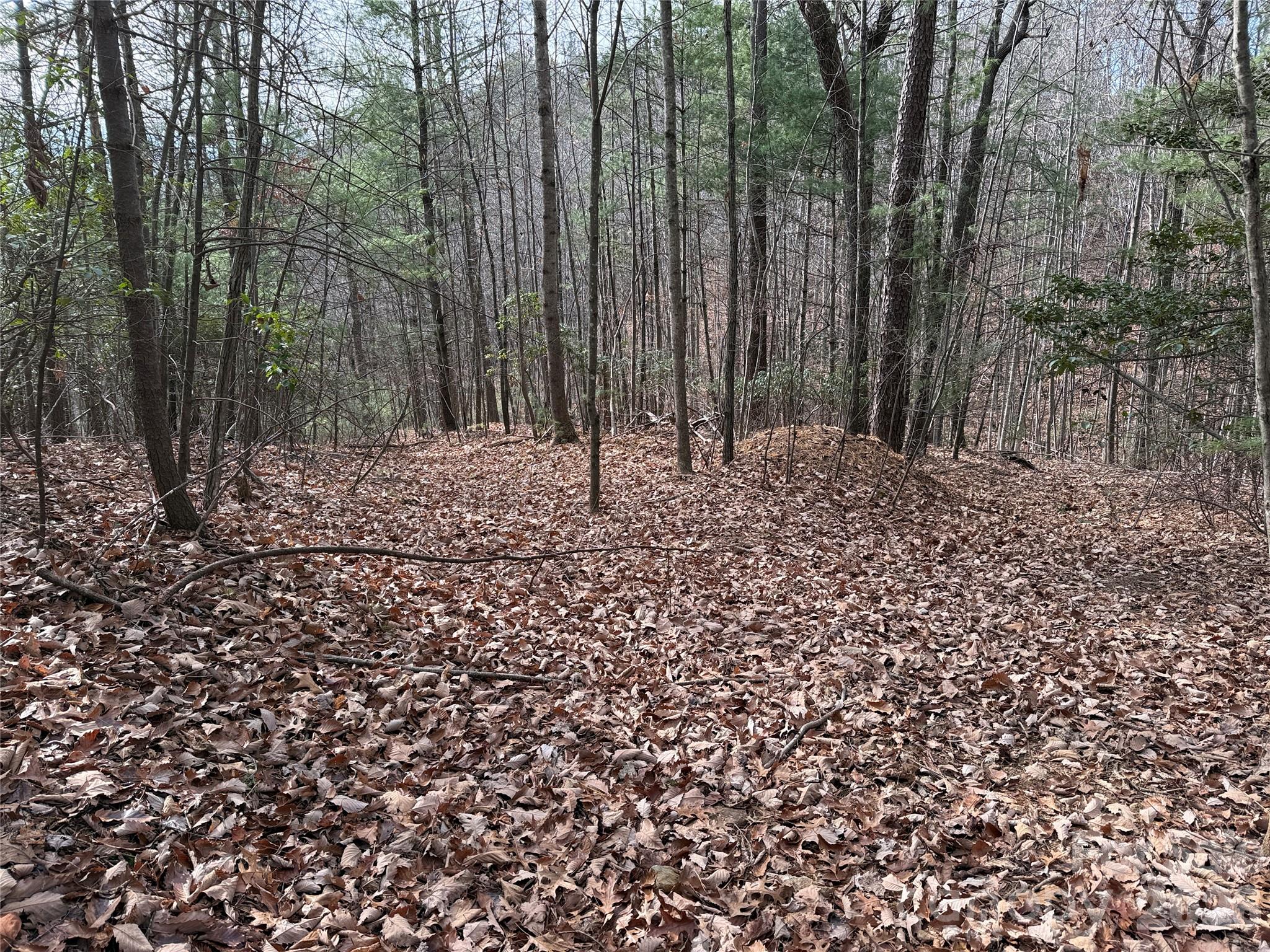 Tbd Buck Mountain Road 21 Property Photo 11