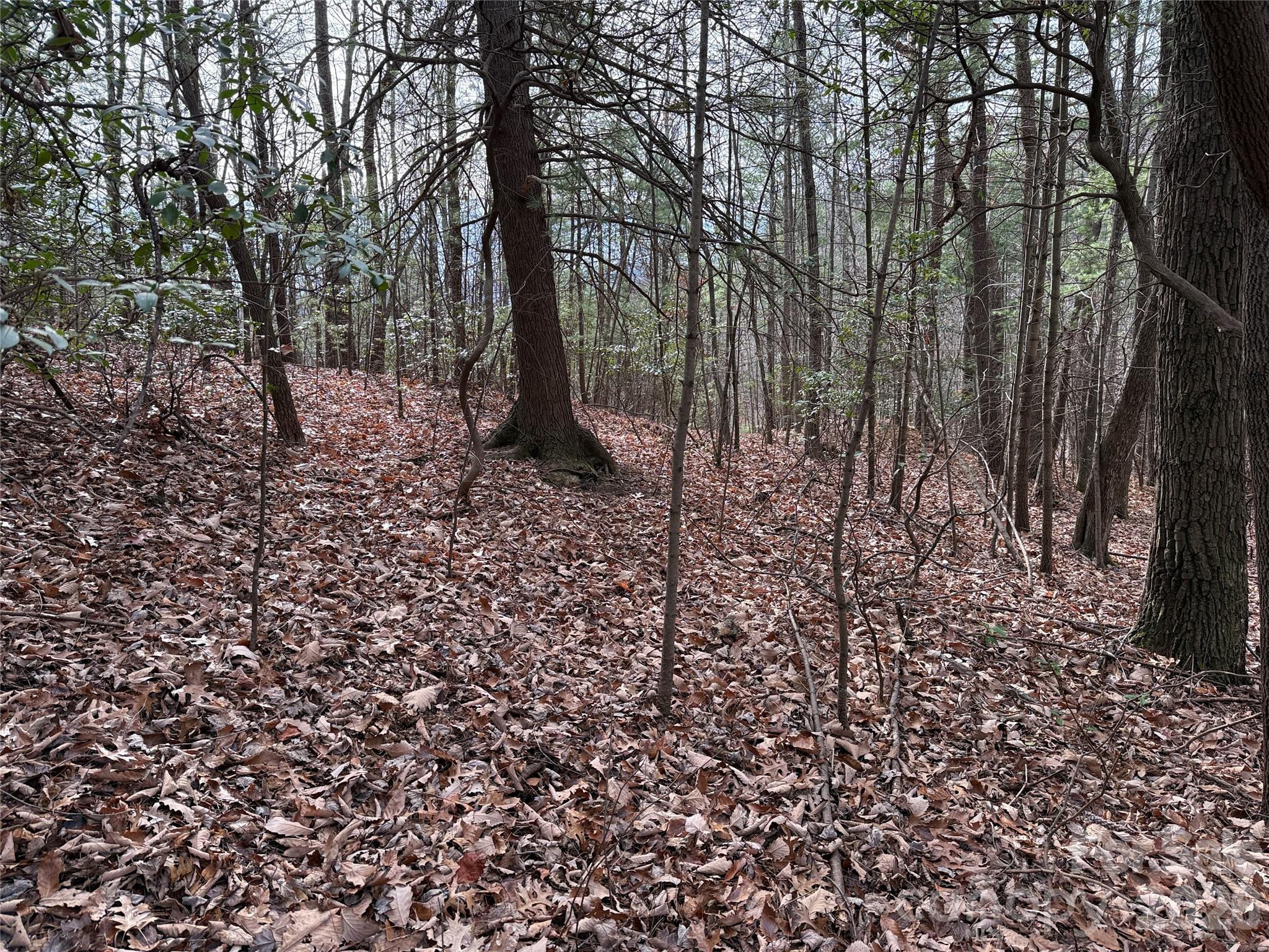 Tbd Buck Mountain Road 21 Property Photo 12