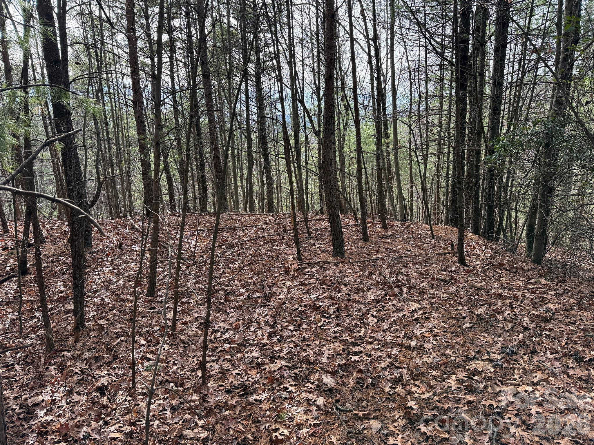 Tbd Buck Mountain Road 21 Property Photo 14