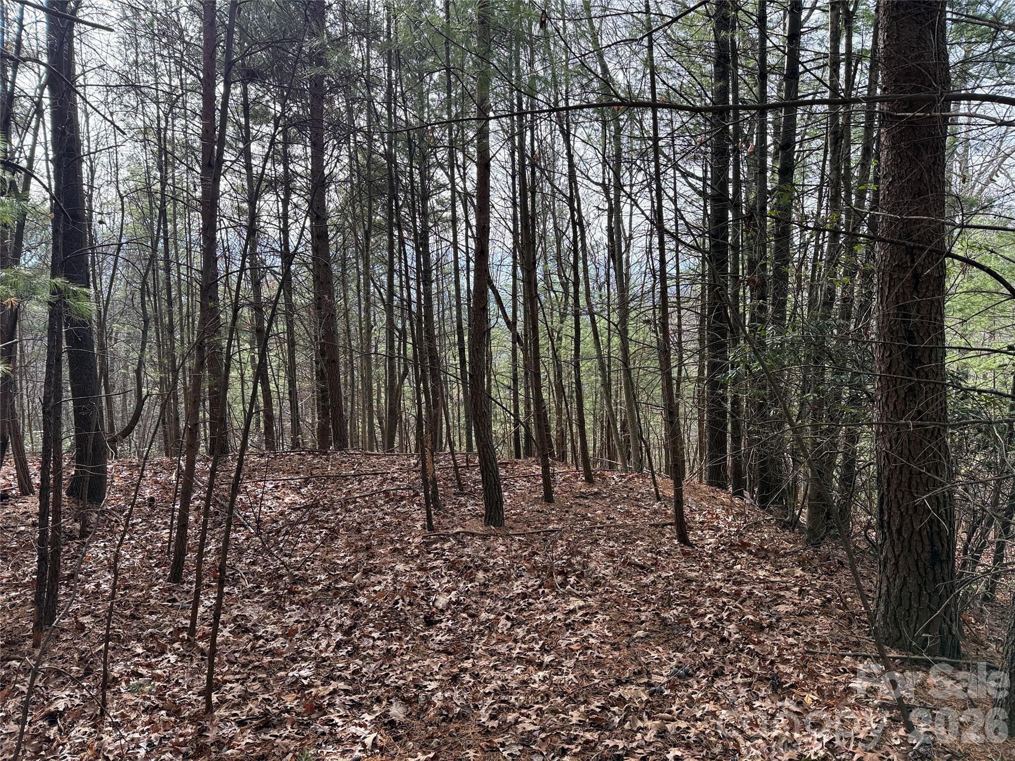 Tbd Buck Mountain Road 21 Property Photo 15