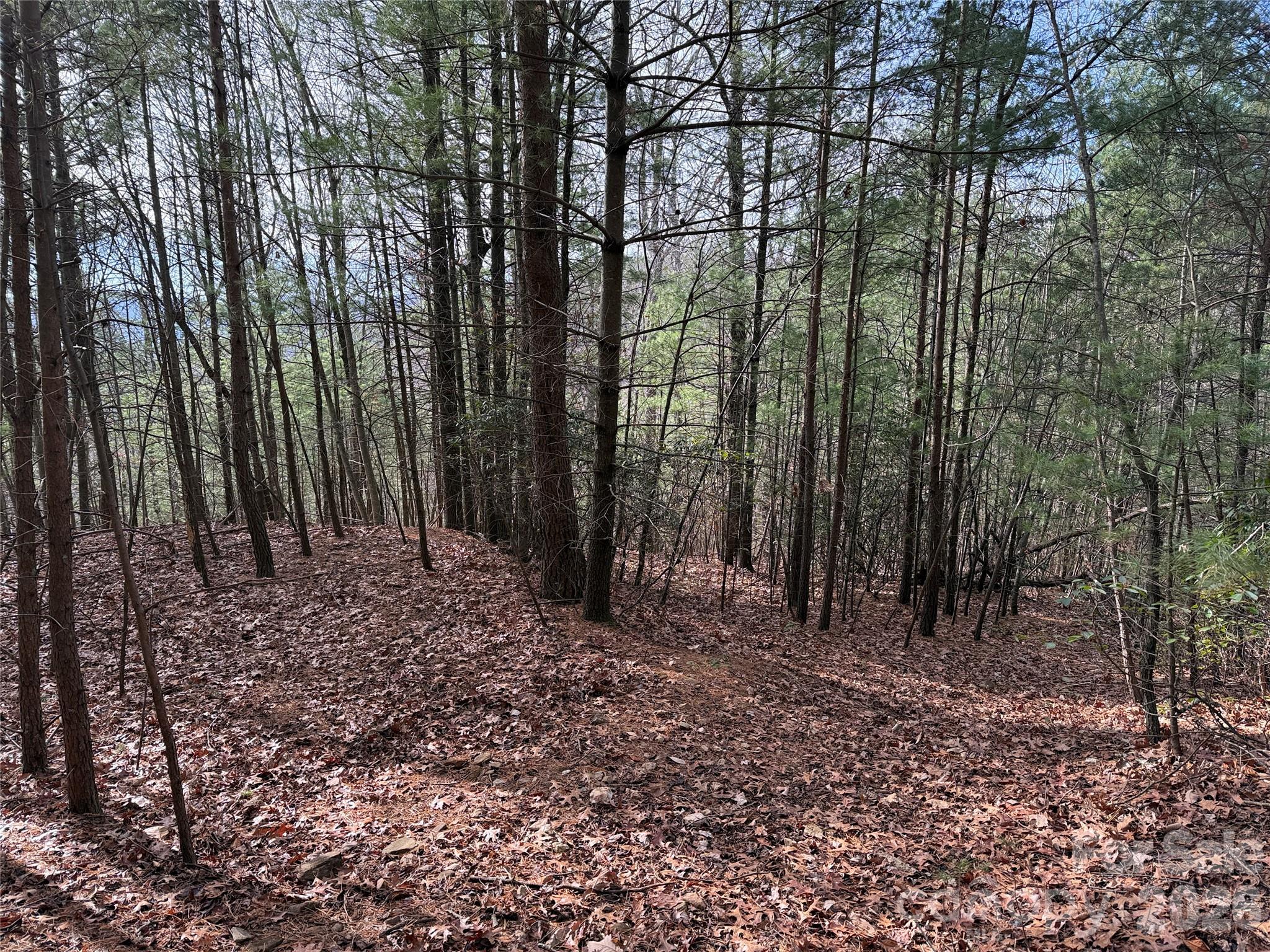 Tbd Buck Mountain Road 21 Property Photo 16