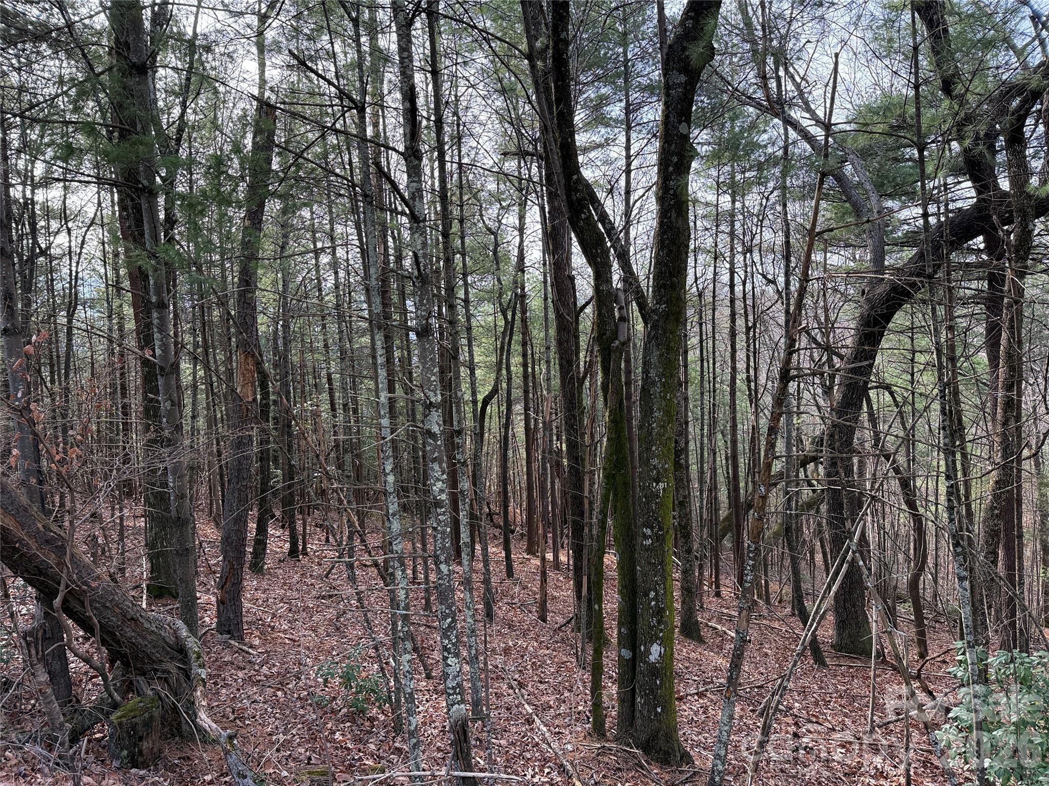 Tbd Buck Mountain Road 21 Property Photo 17