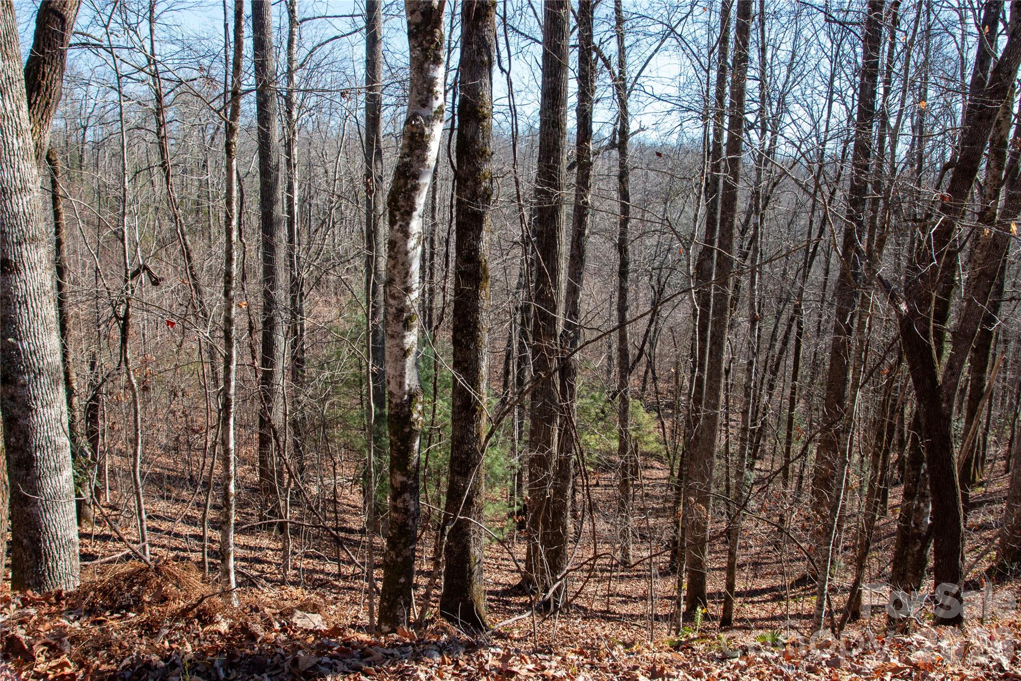 Lot 26 Big Branch Road Property Photo 3