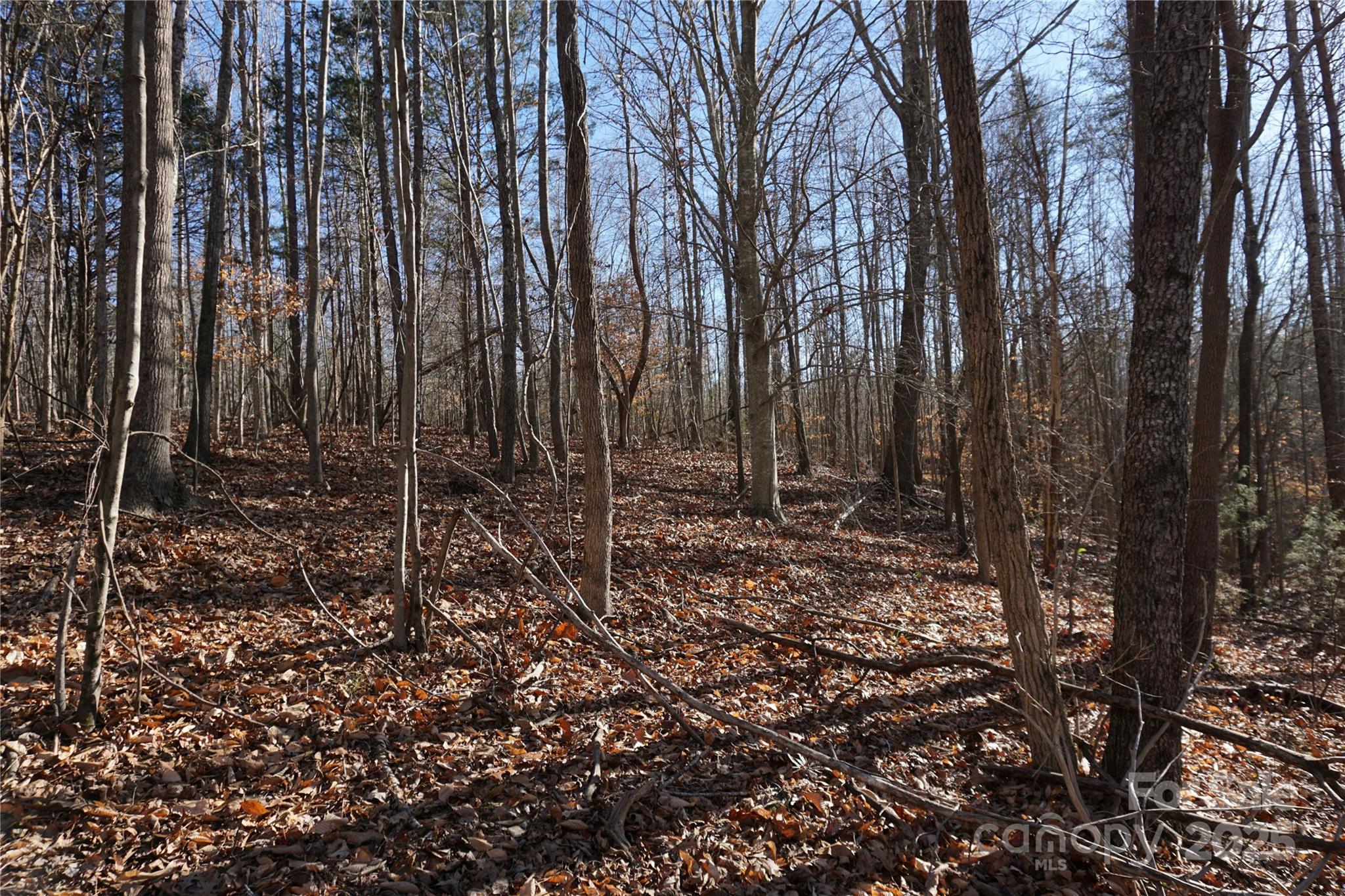 14+/-ac Canipe Road Lot E Property Photo 9