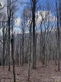 00 Mule Stomp Road Property Photo 12