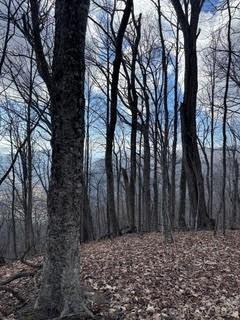00 Mule Stomp Road Property Photo 14