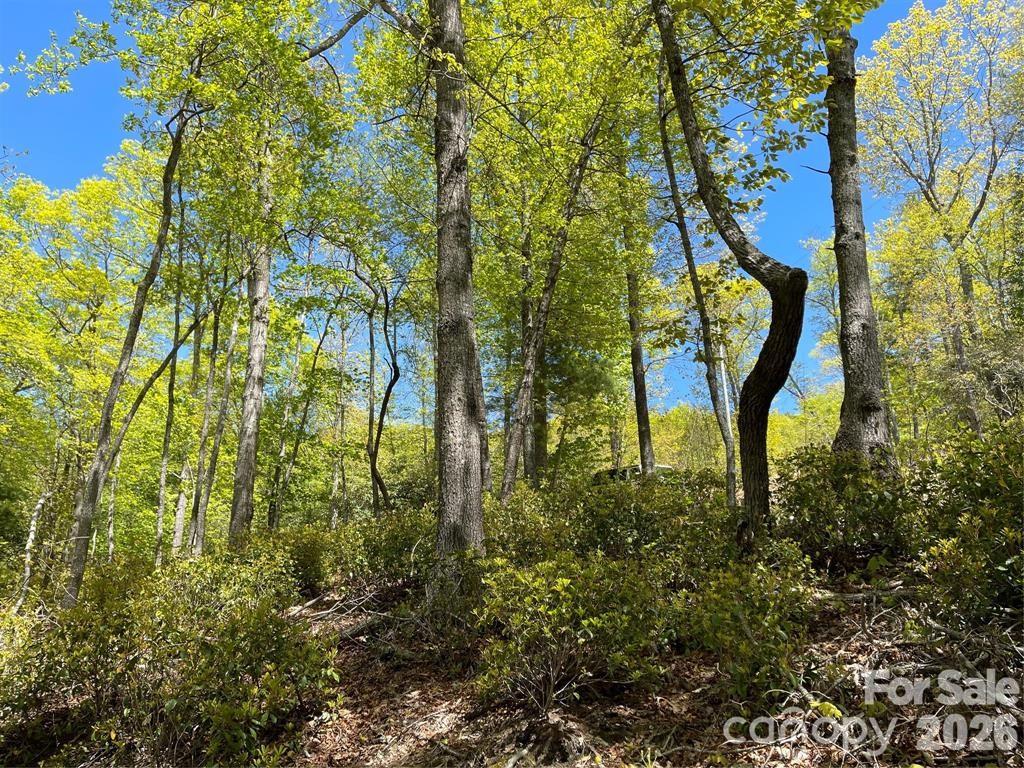 000 Orchard View Trail 11 Property Photo 12