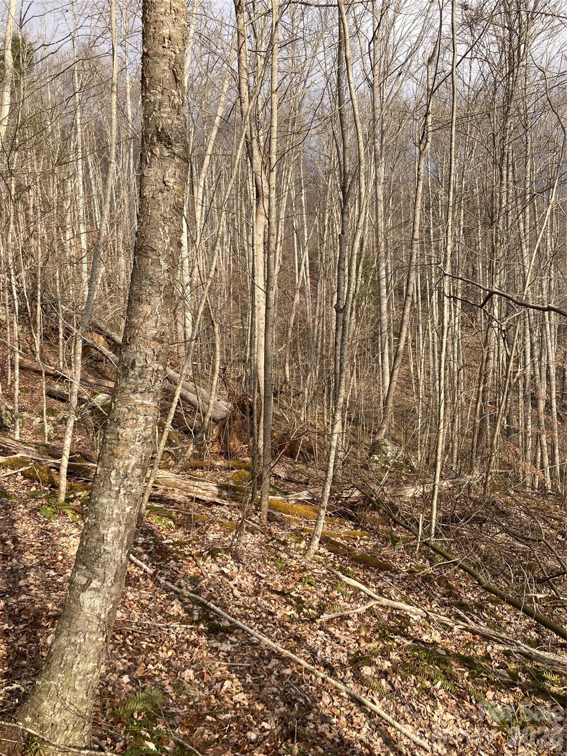00 Sweet Creek Road Property Photo 31