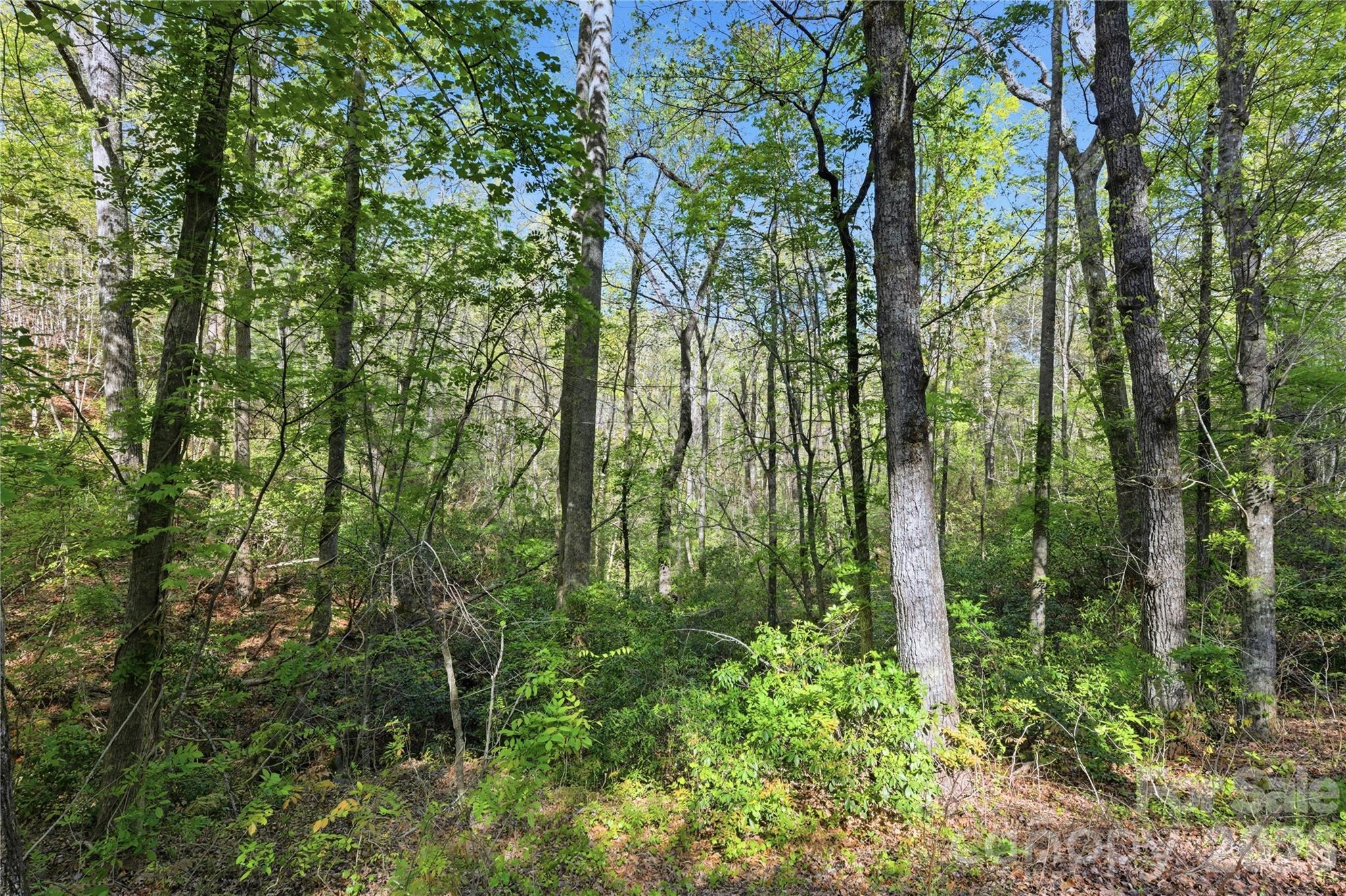 0 Wolf Trail 030 Property Photo 3