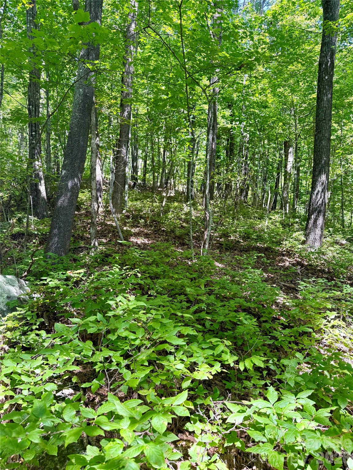 115 Black Oak Drive Property Photo 6