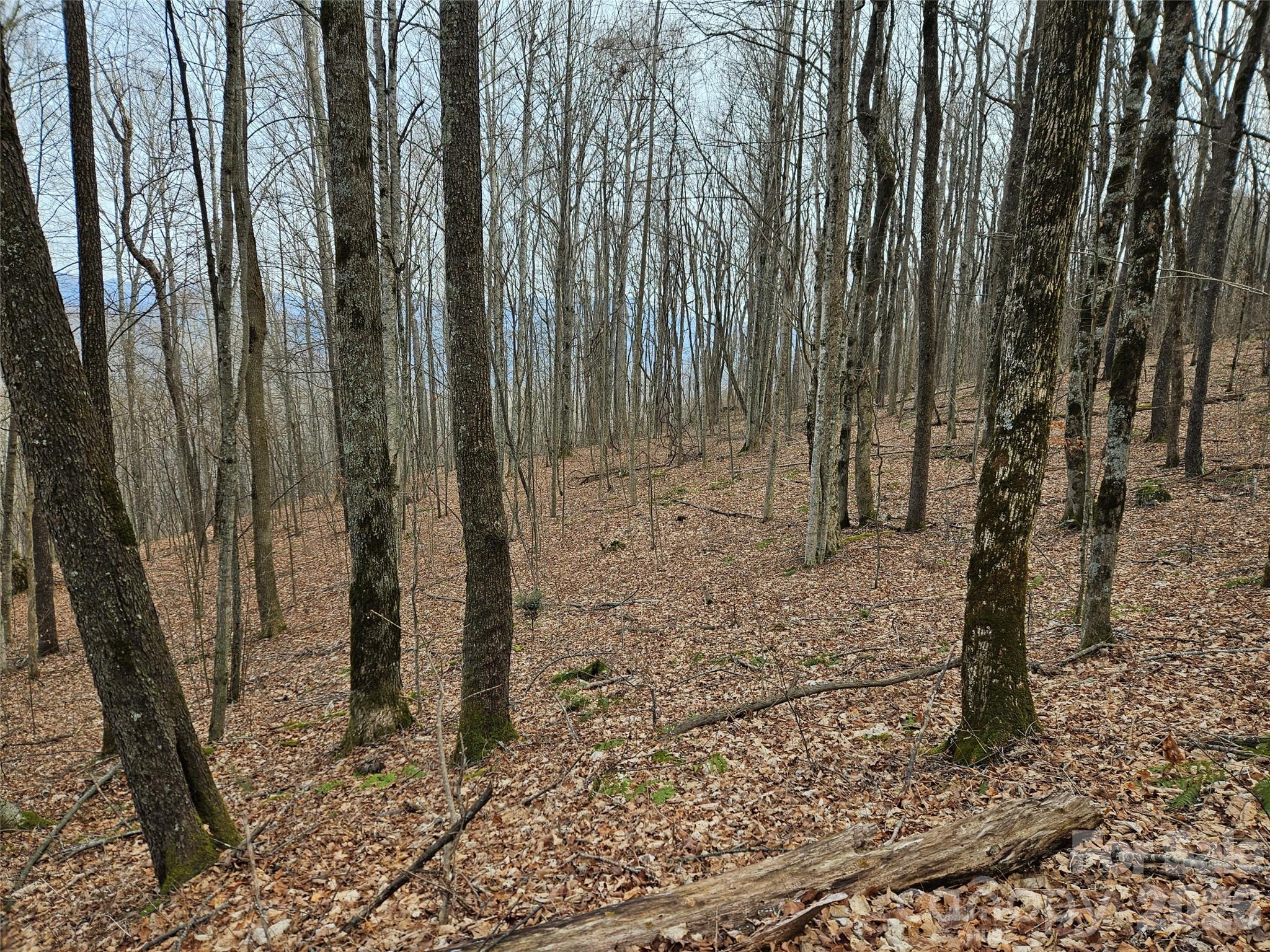000 Slippery Rock Lane Property Photo 4