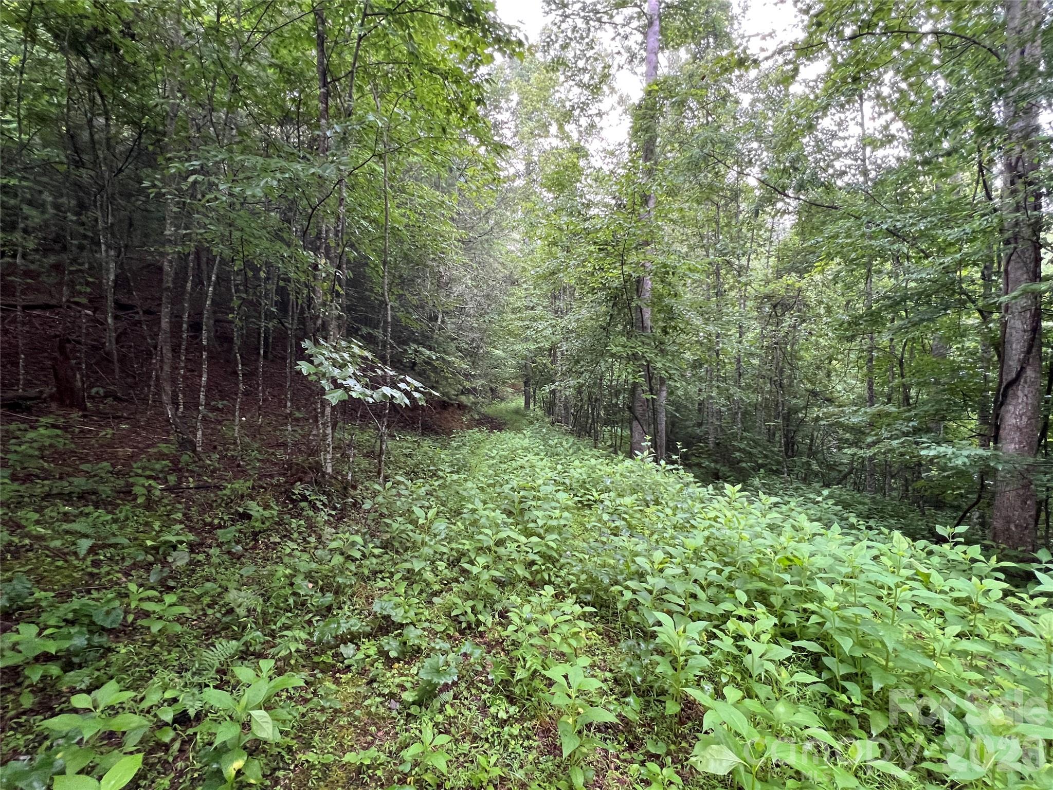Tbd Staghorn Road Property Photo 19