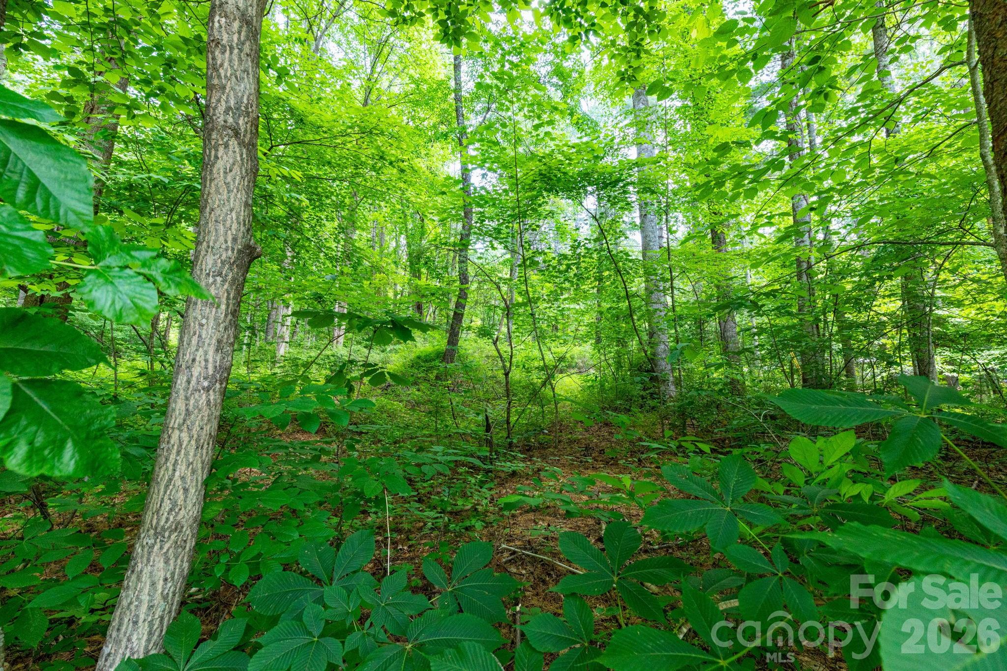 Tbd Woodfin Road Property Photo 9