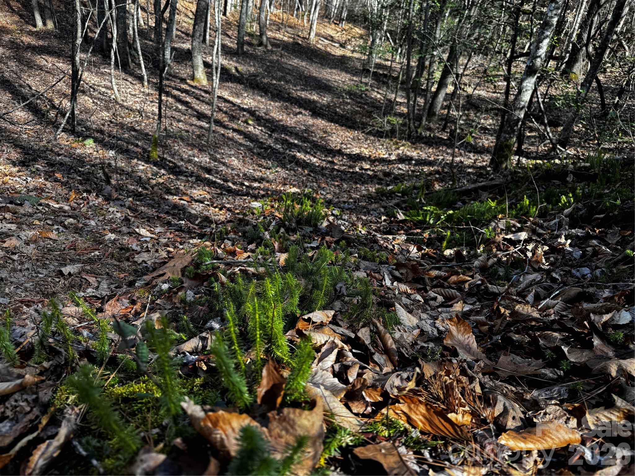 0 Painters Gap Road Property Photo 31
